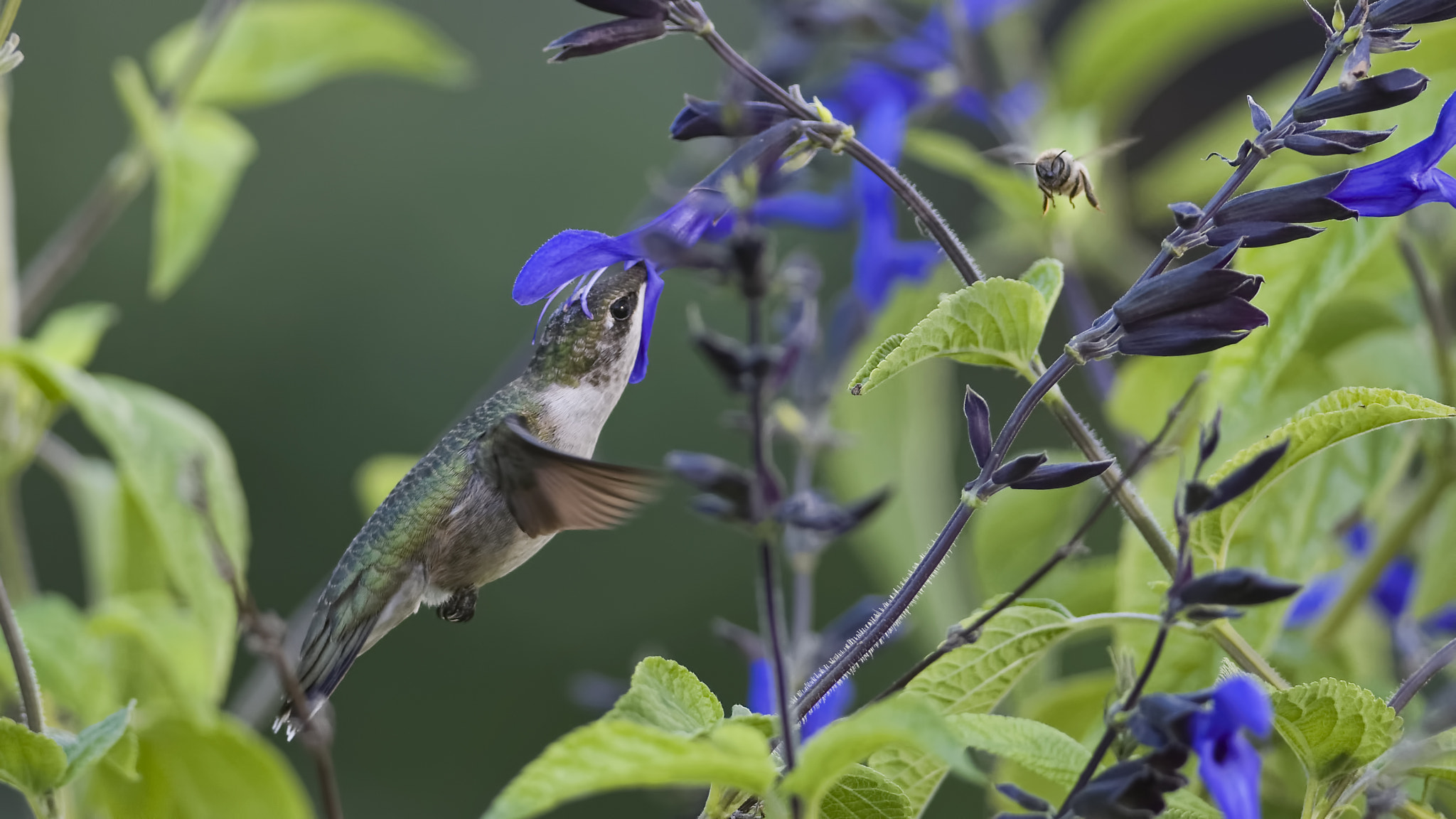 Nikon D7100 + Sigma 18-125mm F3.8-5.6 DC OS HSM sample photo. Keeping and eye on the honeybee photography