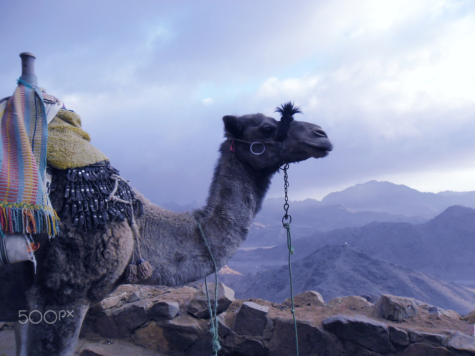 Samsung ES80/ ES81 sample photo. Camel photography