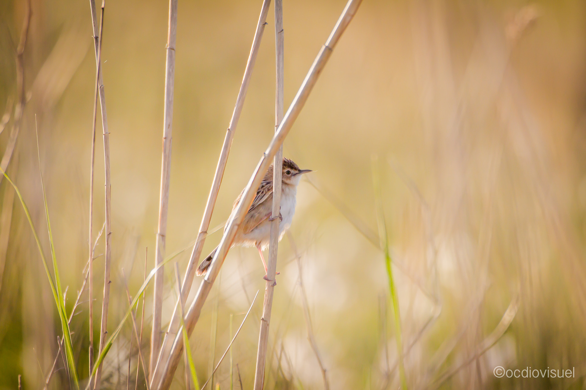 Canon EF 100-400mm F4.5-5.6L IS USM sample photo. Lo passerat acrobata photography