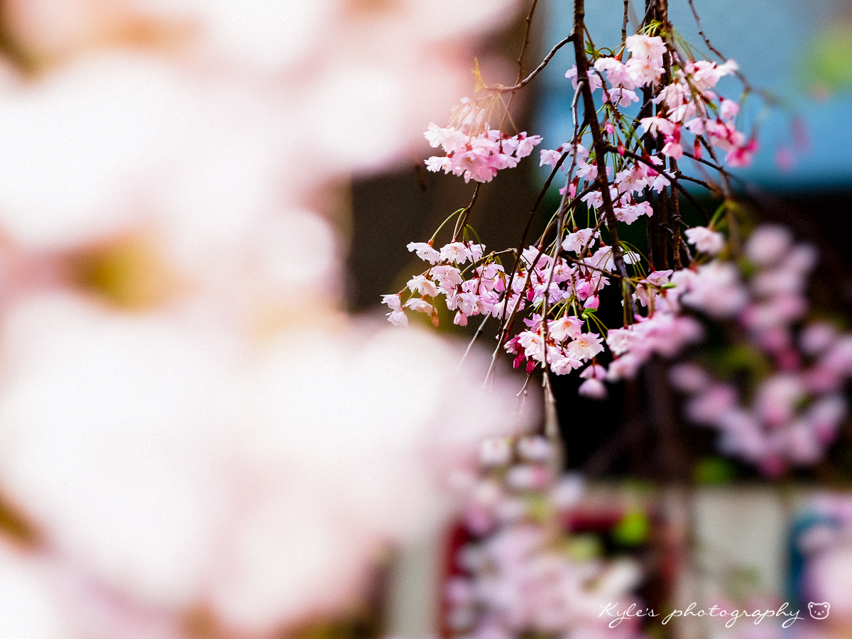 Olympus E-30 + Sigma 150mm F2.8 EX DG Macro HSM sample photo. 枝垂櫻＠上野公園 photography