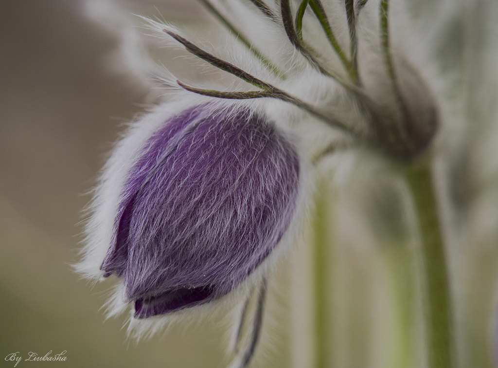 Olympus OM-D E-M1 + OLYMPUS M.75-300mm F4.8-6.7 sample photo. Anemone photography