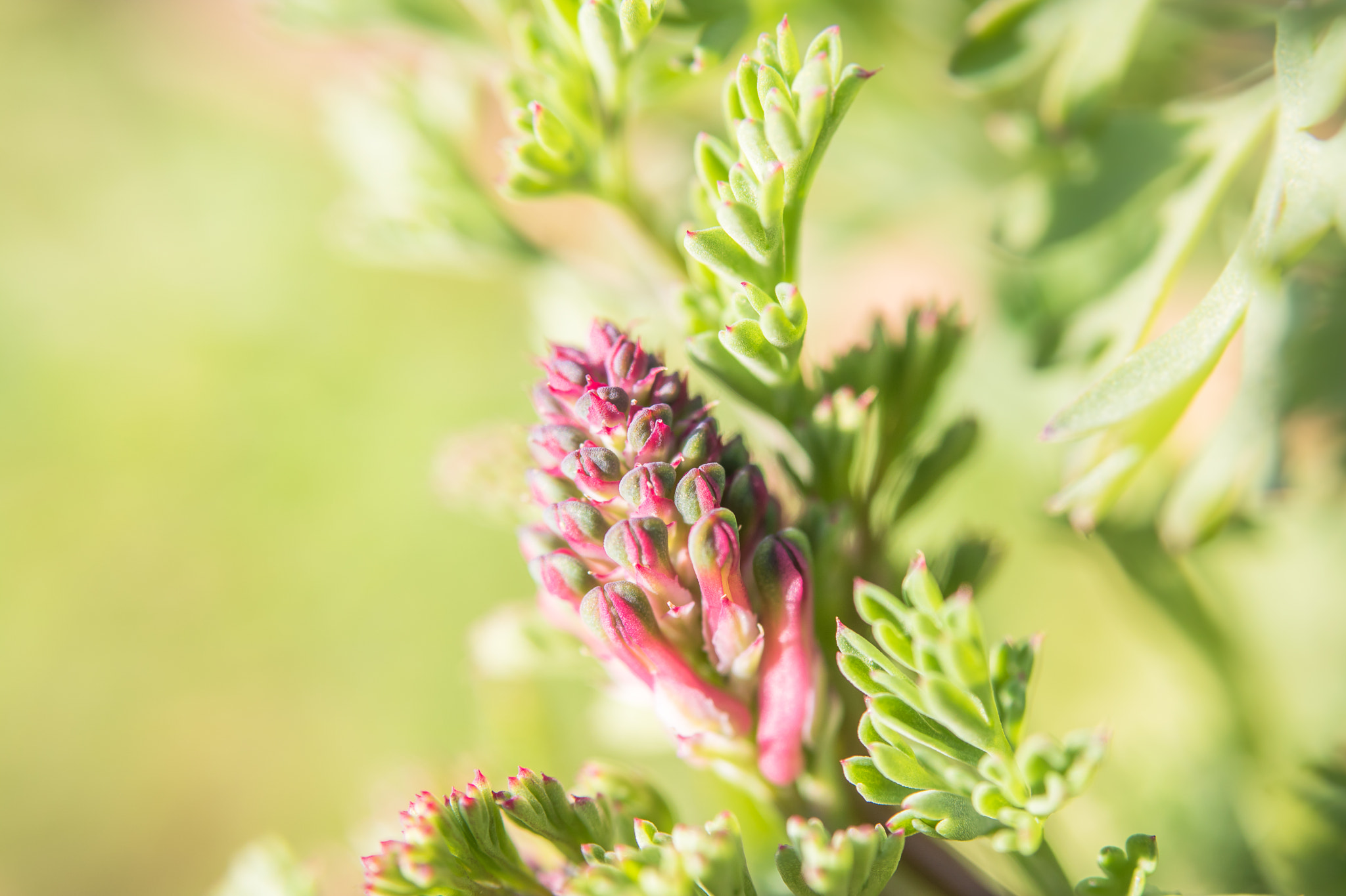 Canon EF 28-80mm f/3.5-5.6 sample photo. Fumeterre photography