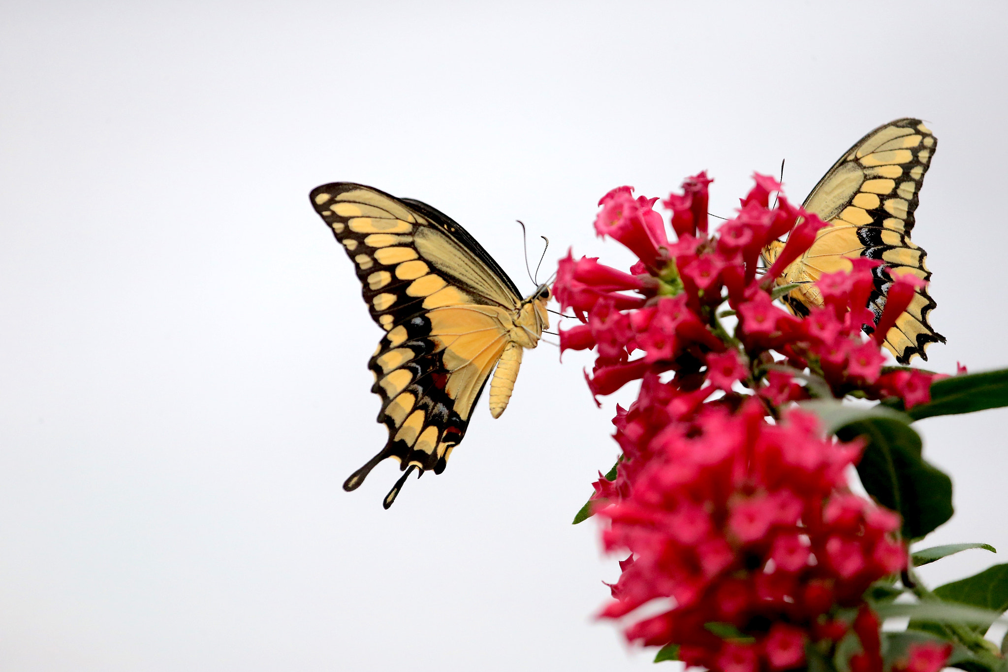 Canon EF 100-400mm F4.5-5.6L IS USM sample photo. Ab9r3922.jpg photography