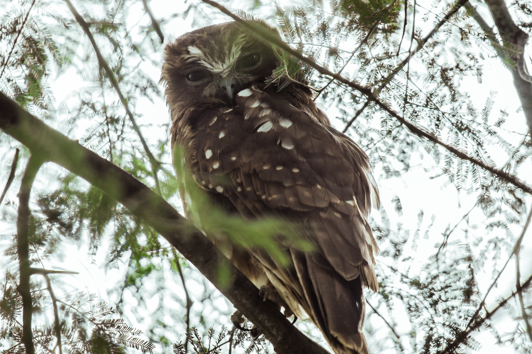 Sigma 150-500mm F5-6.3 DG OS HSM sample photo. Boobook owl photography
