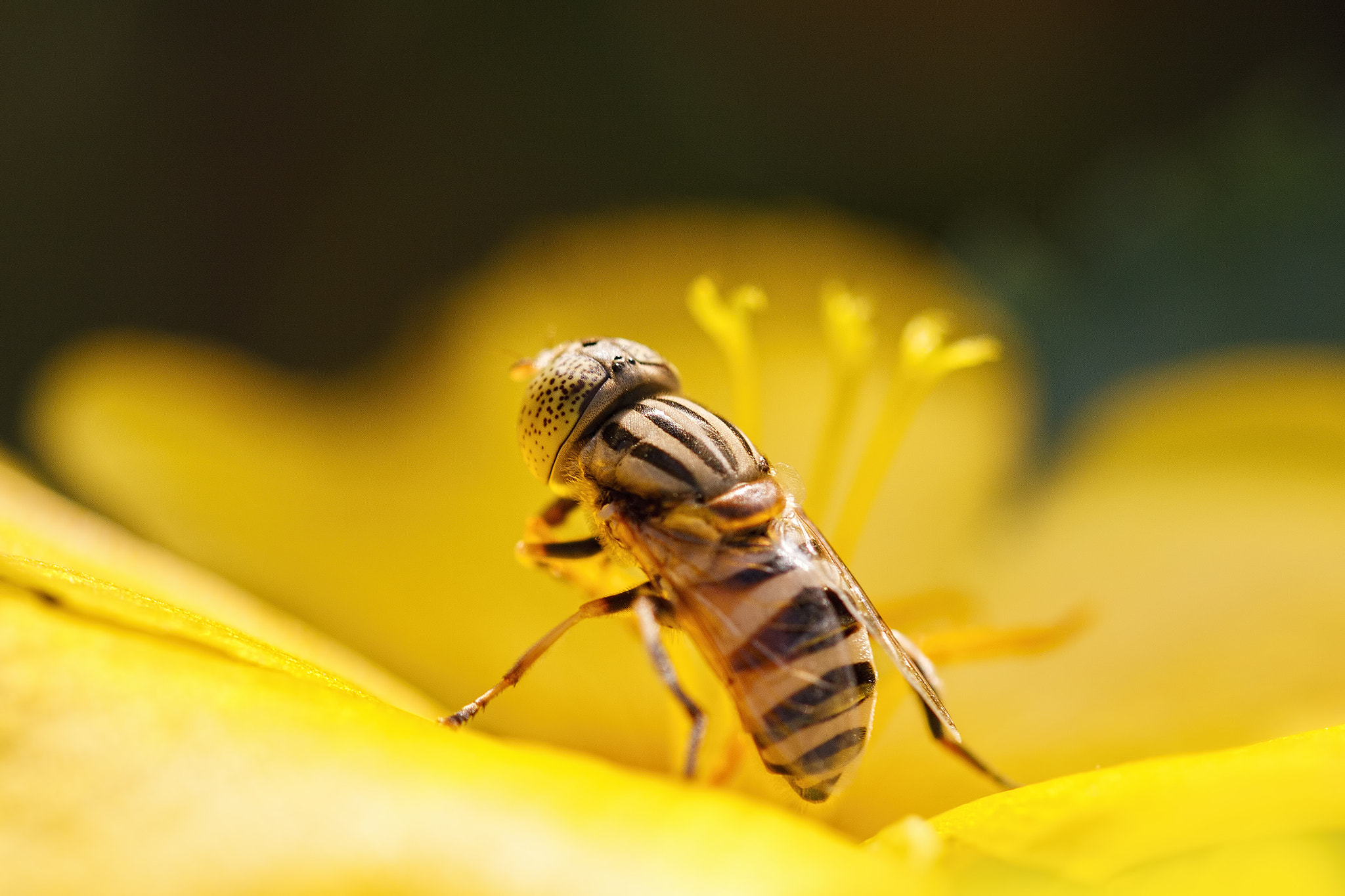 Sigma 105mm F2.8 EX DG OS HSM sample photo. Burning.. photography