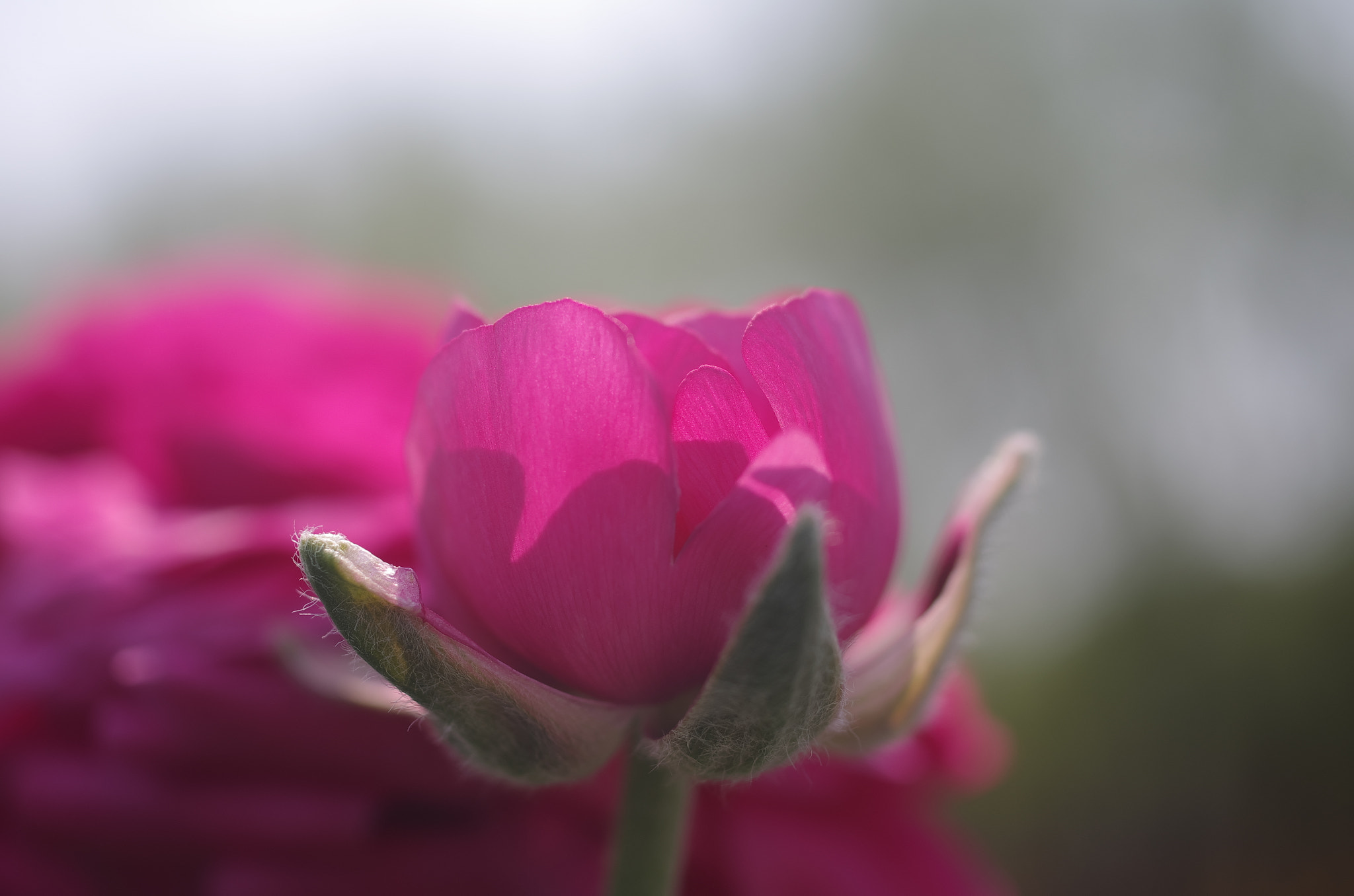 Pentax K-5 sample photo. Flower photography