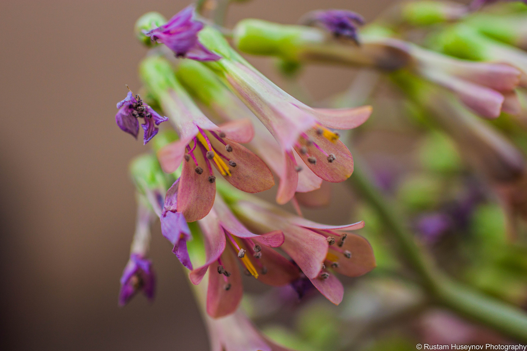 Sigma 50mm F1.4 EX DG HSM sample photo. 4 flowers photography