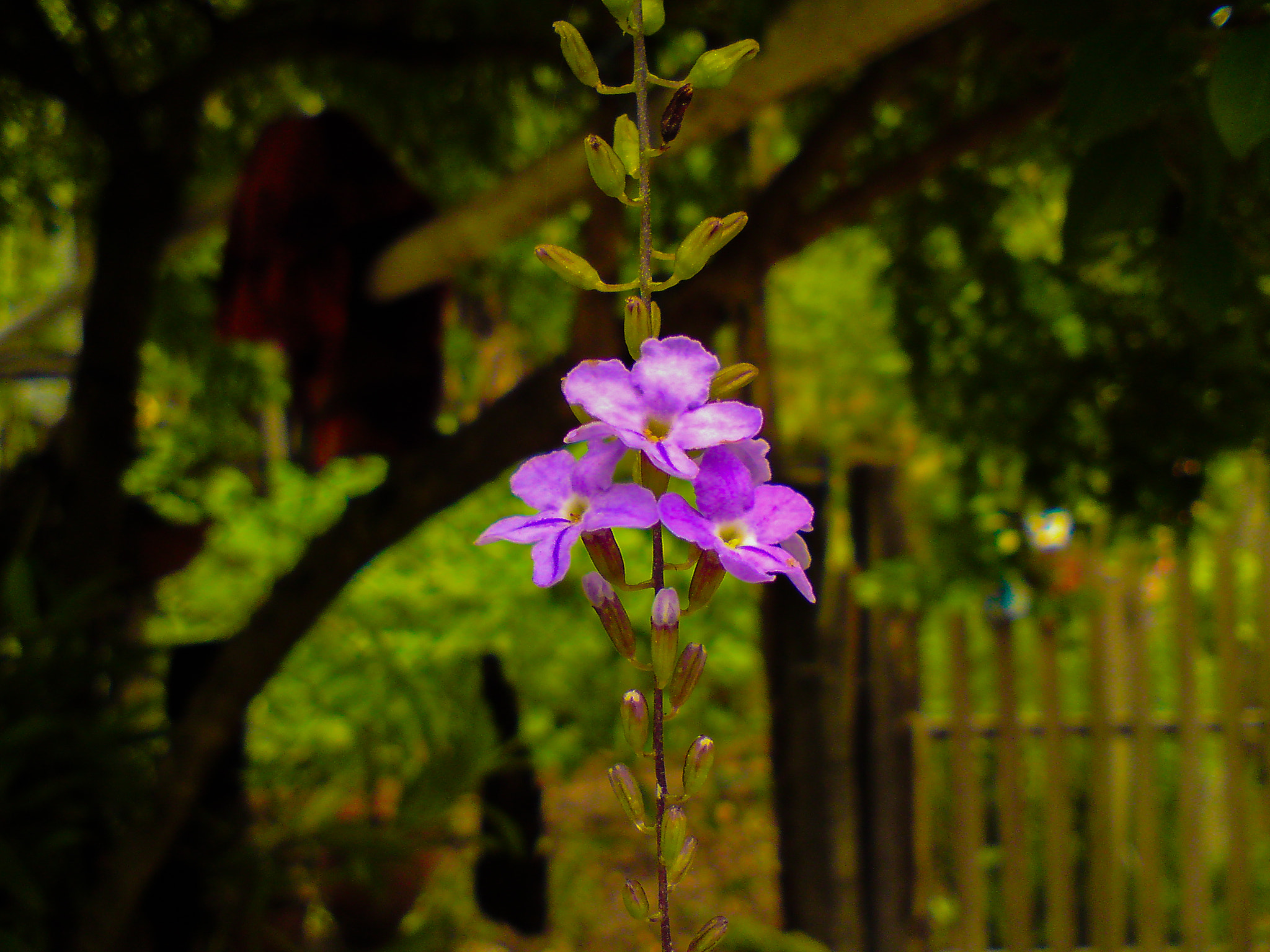 Sony Ericsson C902 sample photo. Flower and love photography