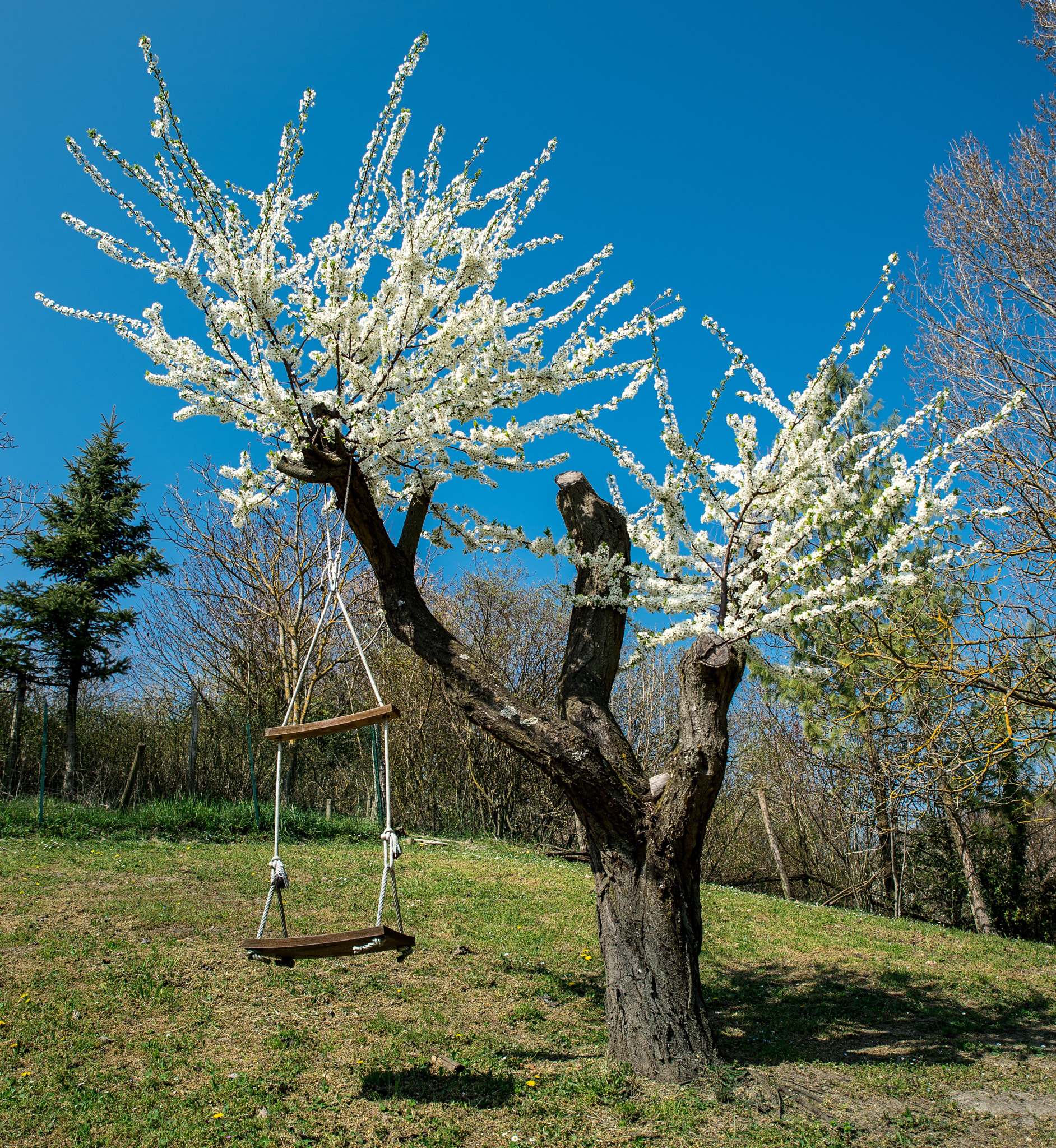 Nikon Df sample photo. Springtime photography