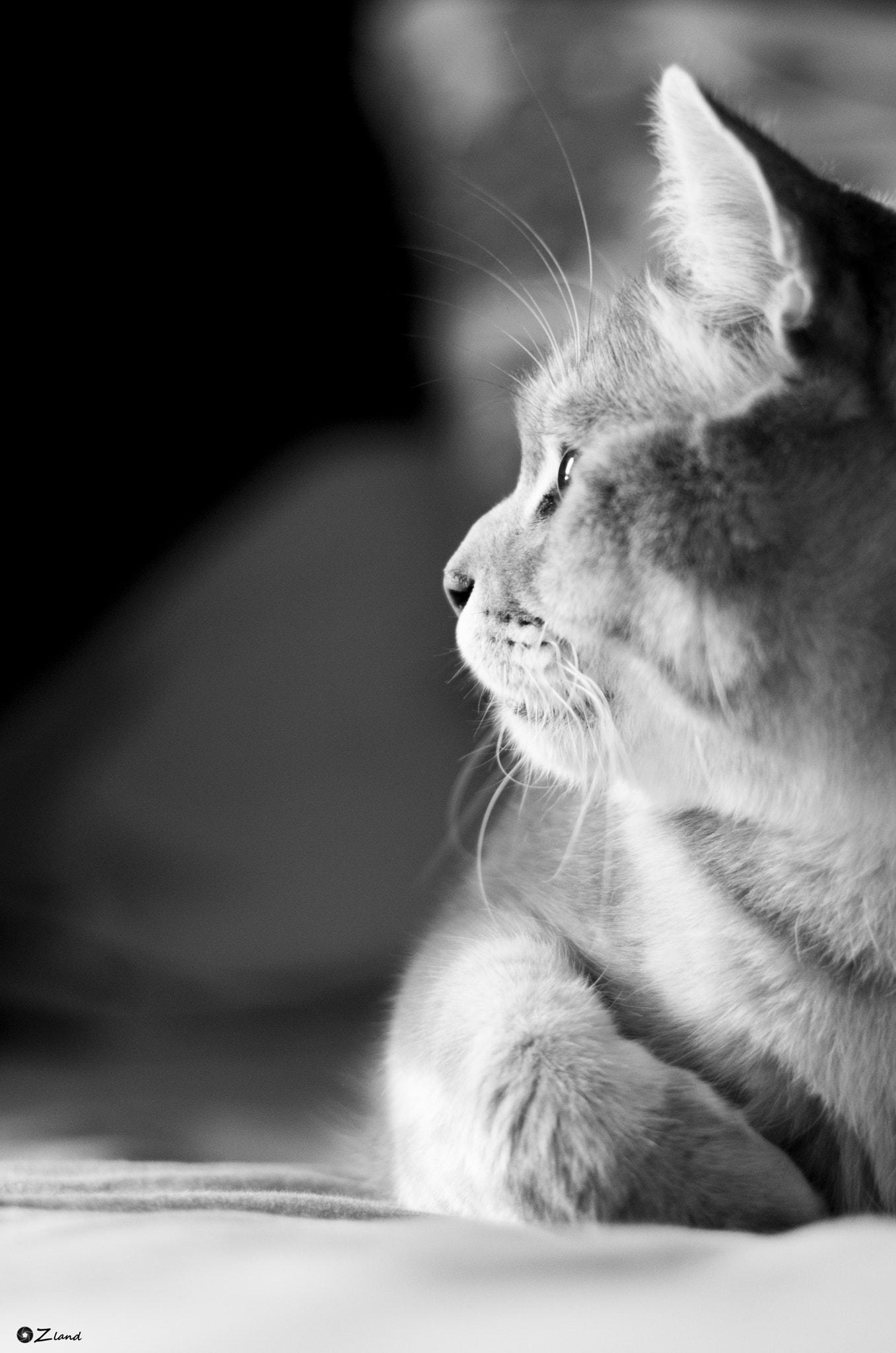 Pentax K-5 II + Pentax smc DA 50mm F1.8 sample photo. The king eko photography