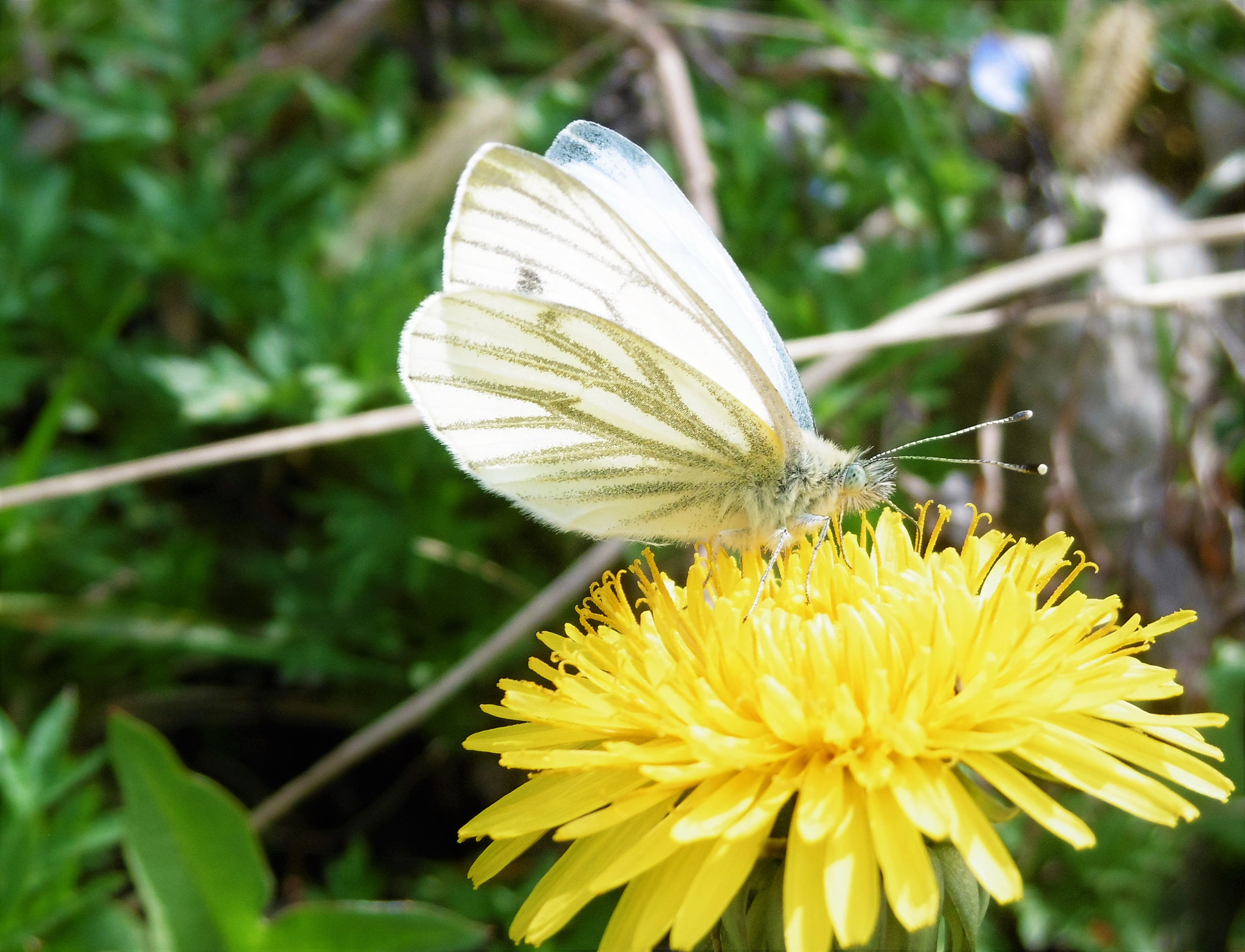 Panasonic DMC-SZ8 sample photo. Butterfly photography