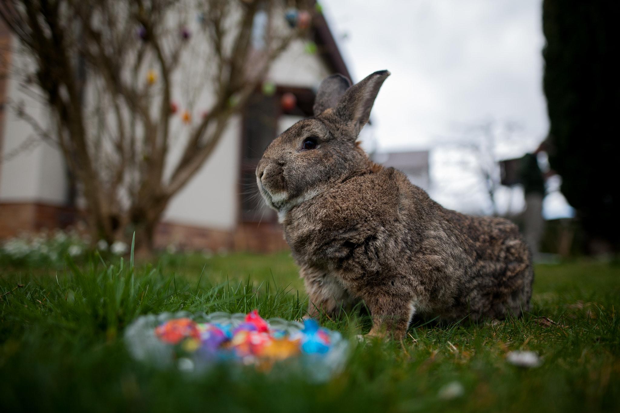 Sigma 24mm F1.4 DG HSM Art sample photo. Osterhase  photography