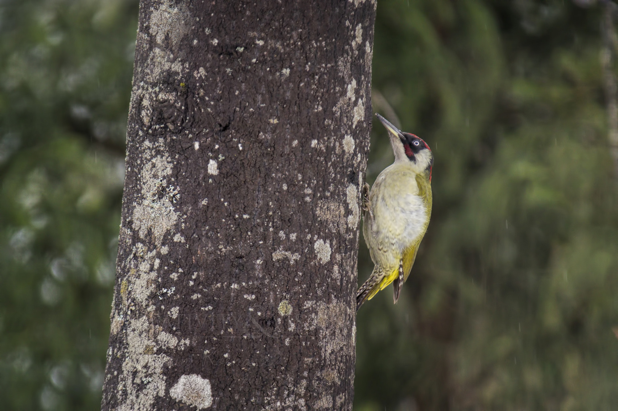 Sigma EX APO 100-300mm F4 IF sample photo. Eurasian green woodpecker photography