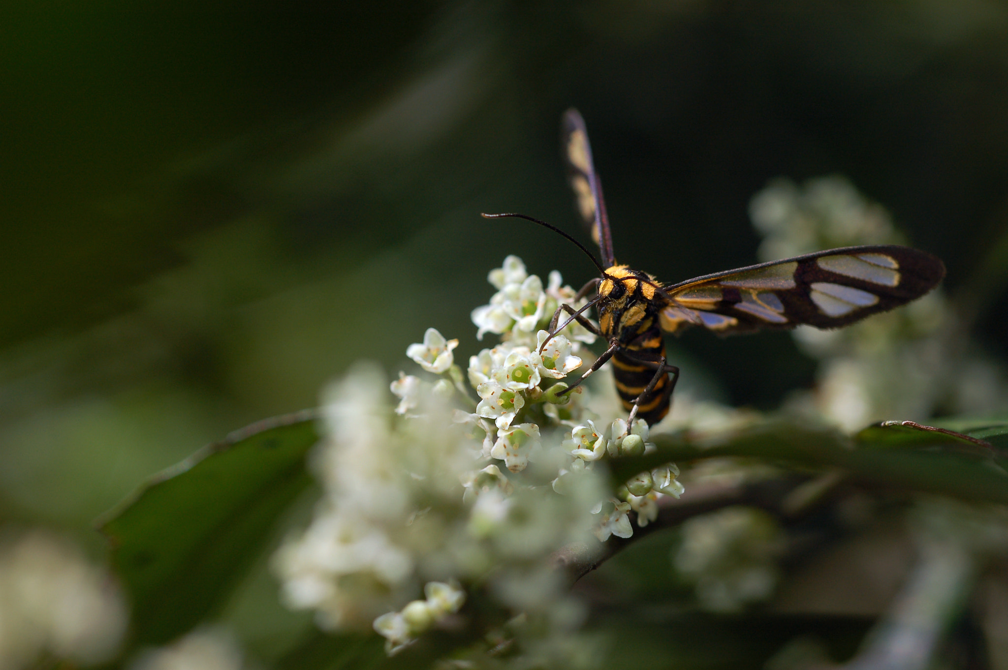 Nikon D50 + Nikon AF Micro-Nikkor 60mm F2.8D sample photo. Enjoy photography