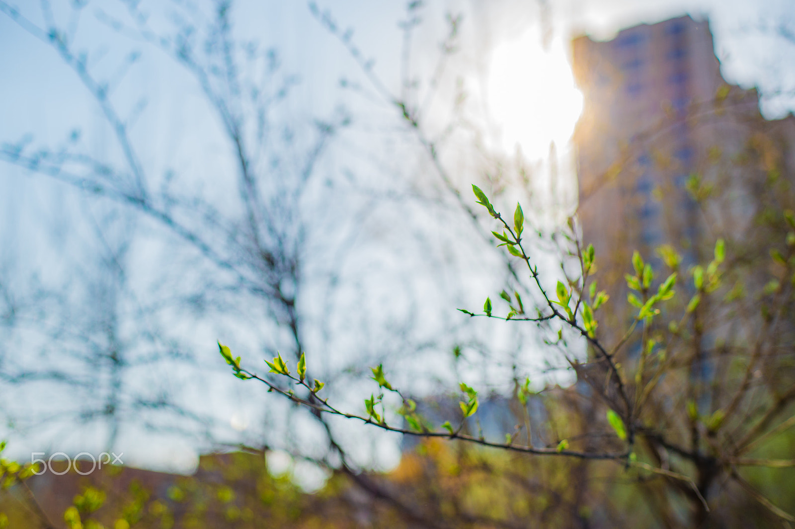 Nikon Df + ZEISS Planar T* 50mm F1.4 sample photo. 春 photography