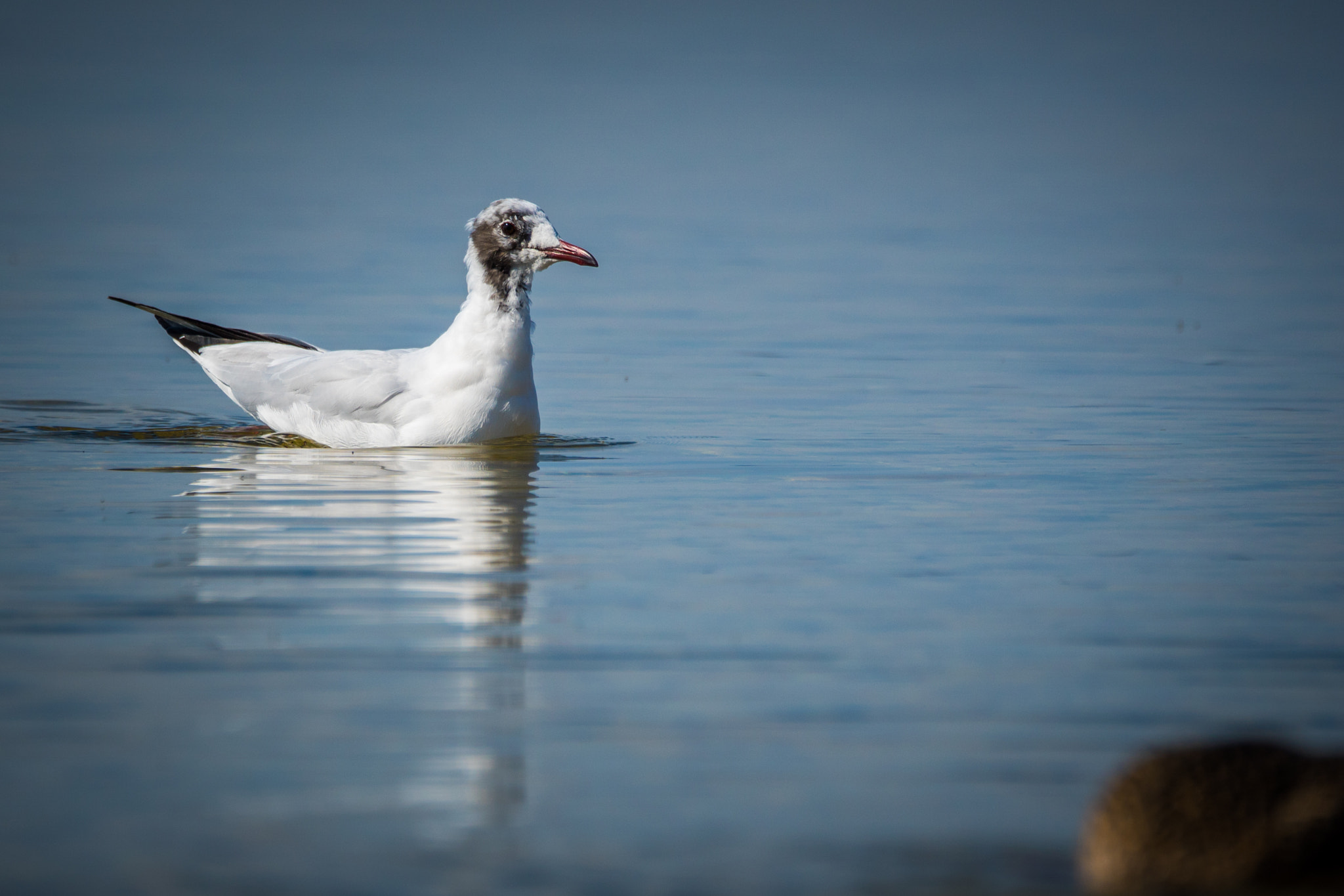Sony ILCA-77M2 + Sony 70-400mm F4-5.6 G SSM sample photo. The young ones photography