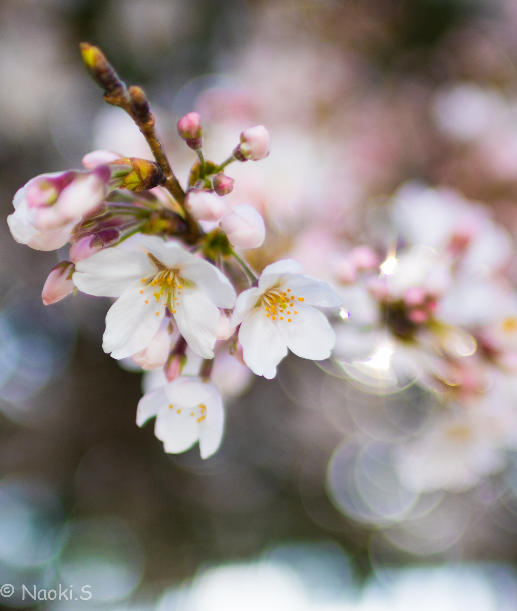 Sigma 30mm F1.4 EX DC HSM sample photo. Cherry blossoms photography