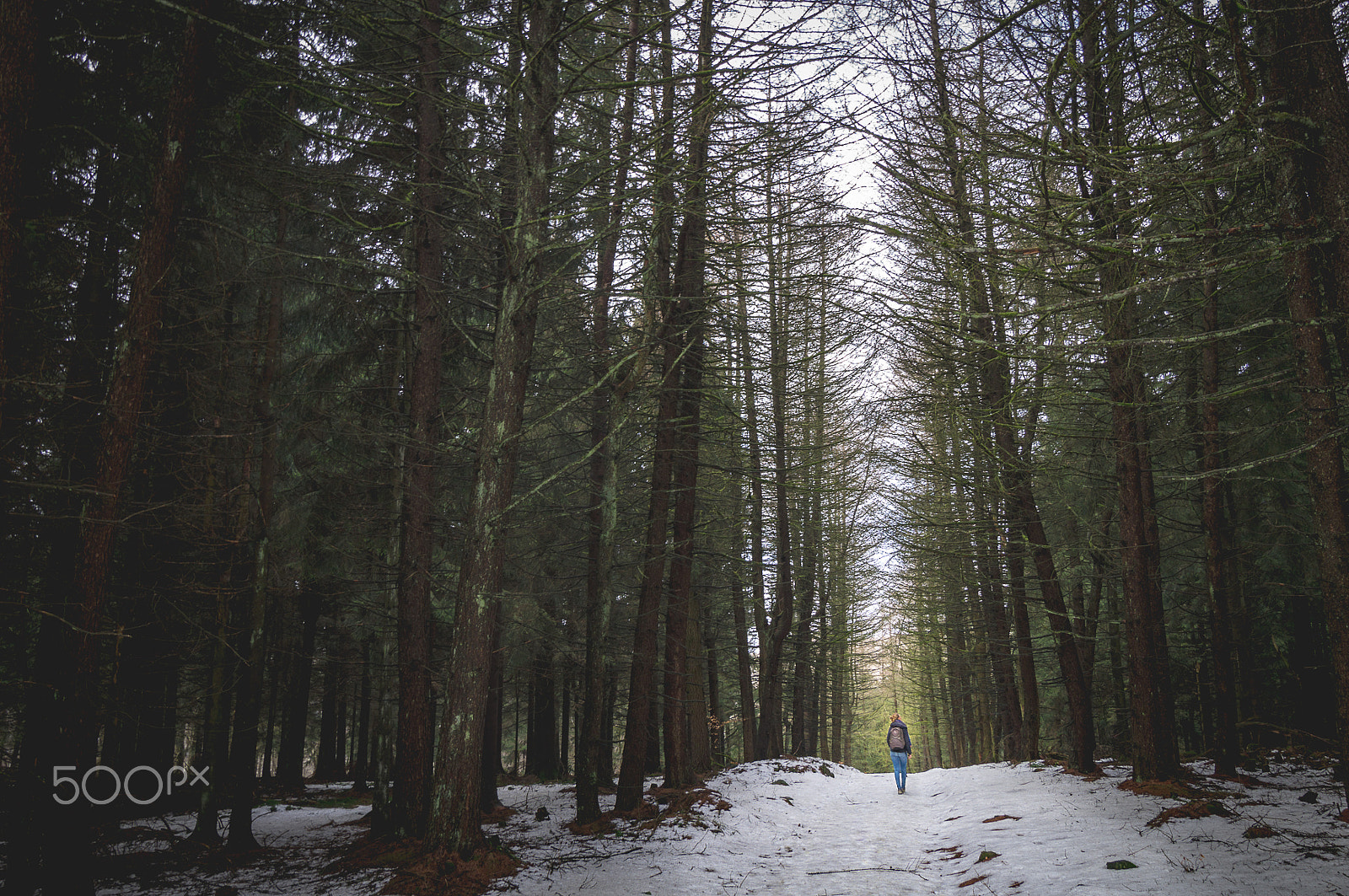 Sony SLT-A37 + 20mm F2.8 sample photo. Forest photography