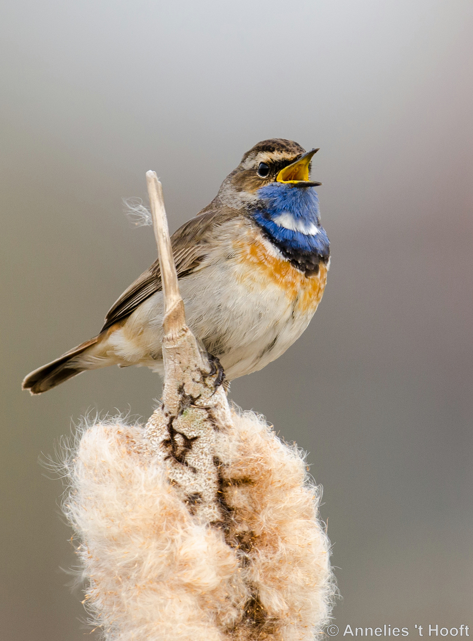 Nikon D7000 + Nikon AF-S Nikkor 500mm F4G ED VR sample photo. Bluethroat. photography