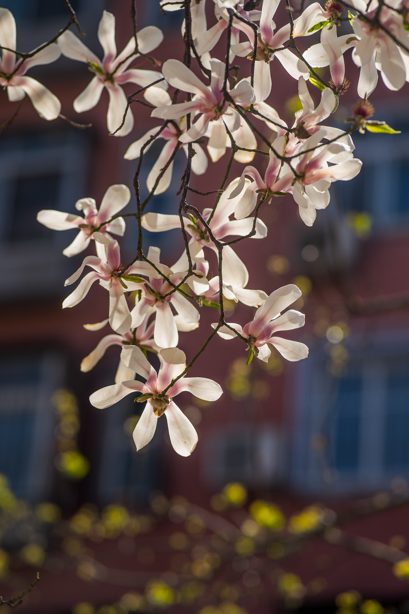 Voigtlander Macro APO-Lanthar 125mm F2.5 SL sample photo