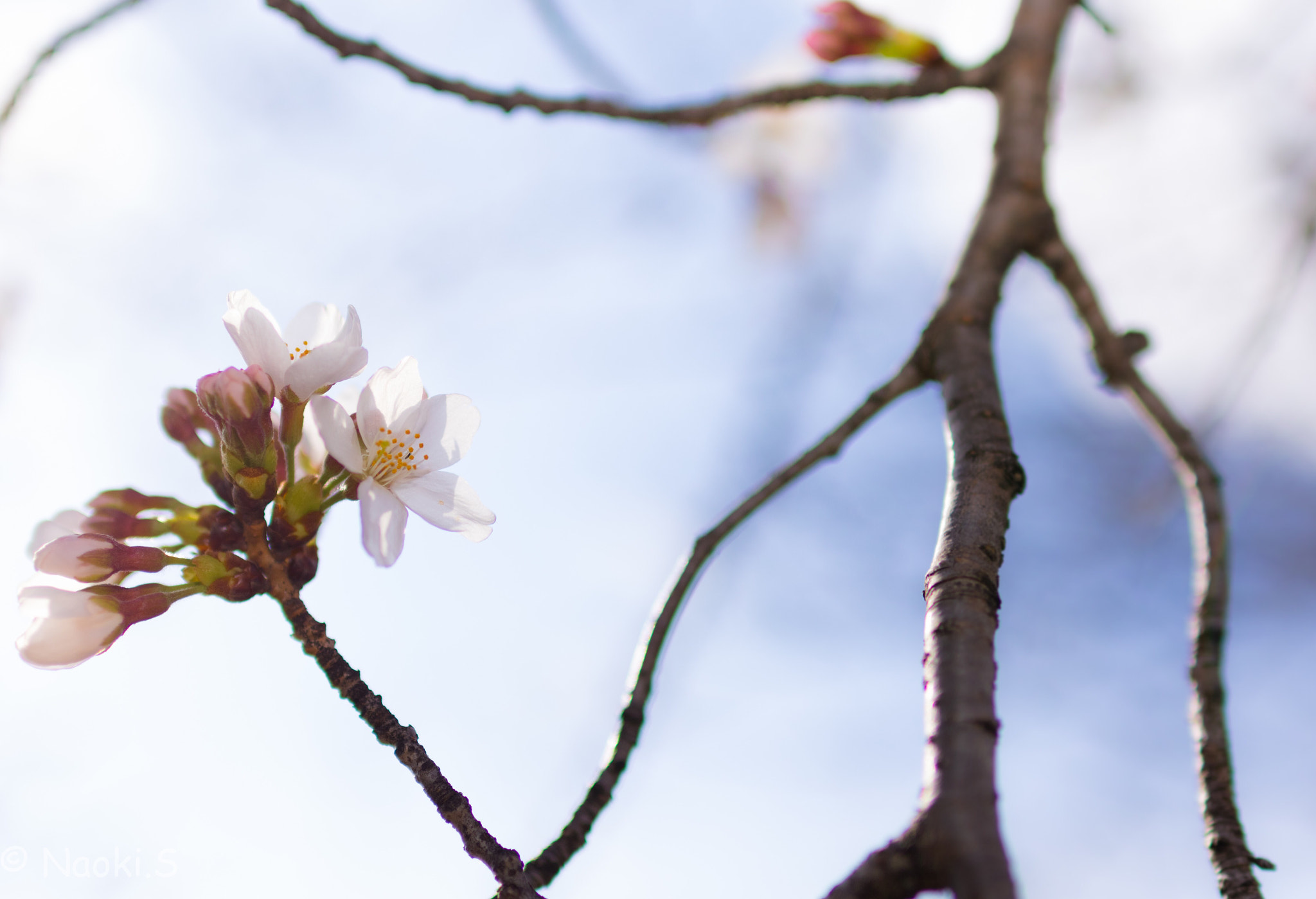 Sigma 30mm F1.4 EX DC HSM sample photo. Cherryblossom branch photography