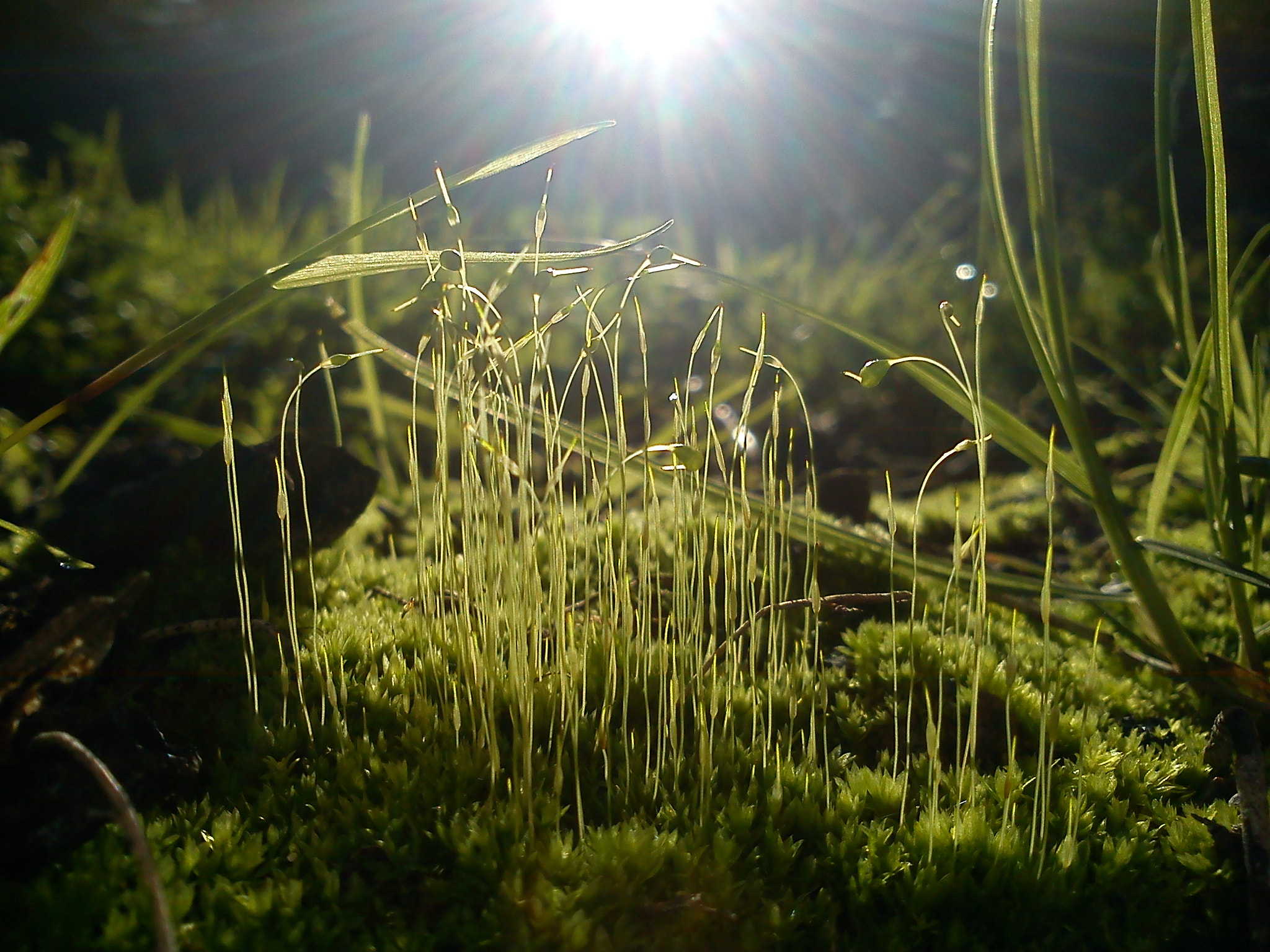 Sony Ericsson J10i2 sample photo. Moss at sundown photography