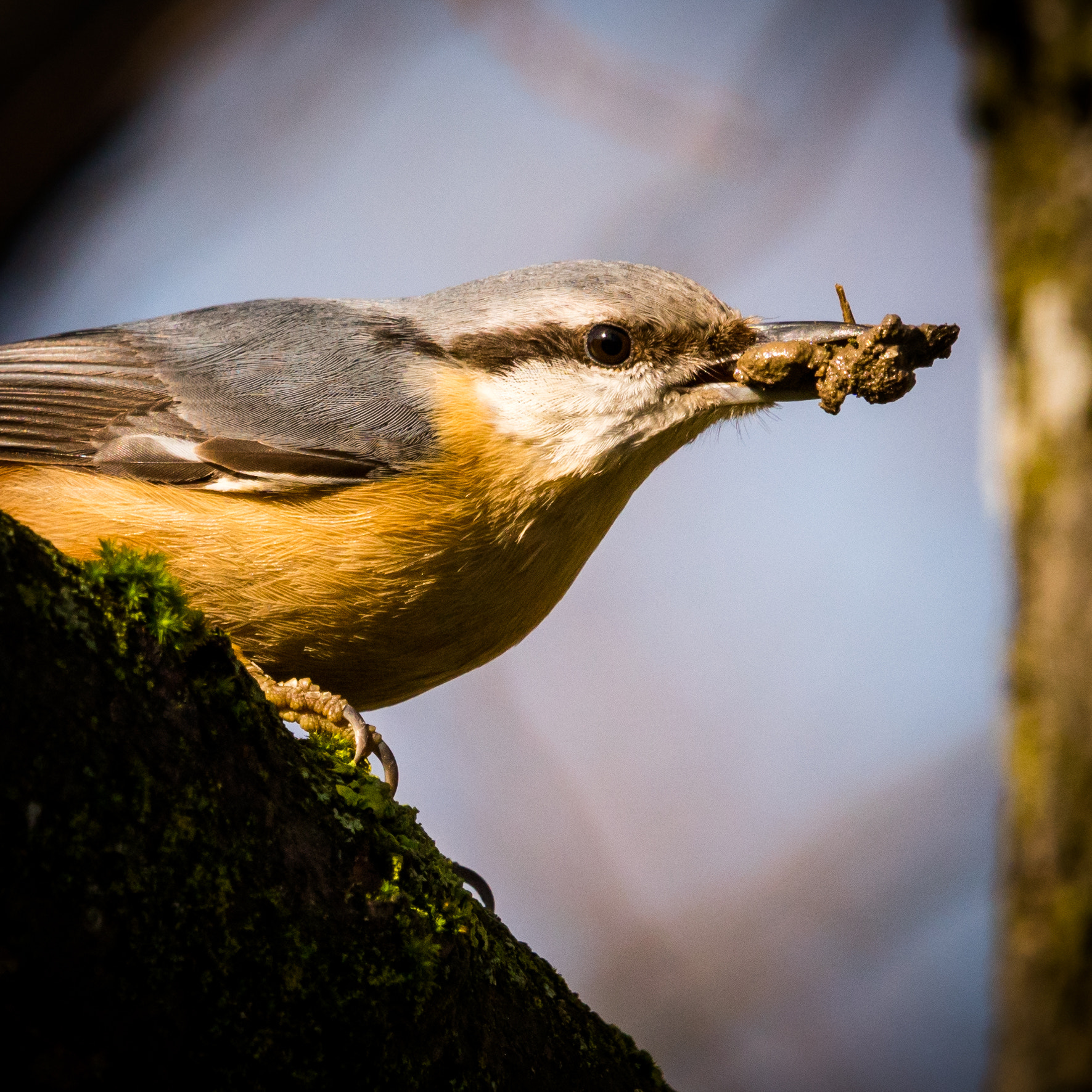 Sony ILCA-77M2 + Sony 70-400mm F4-5.6 G SSM sample photo. Nuthatch with food photography