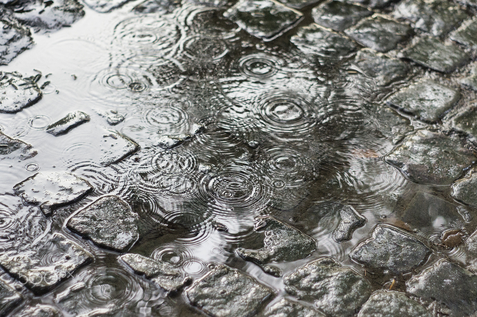 Sony SLT-A55 (SLT-A55V) + Minolta AF 50mm F1.7 sample photo. Rain photography