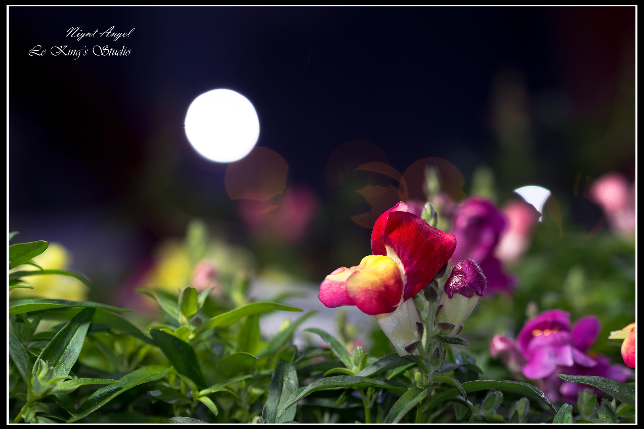 Olympus PEN E-PL6 sample photo. Fish beneath moon photography