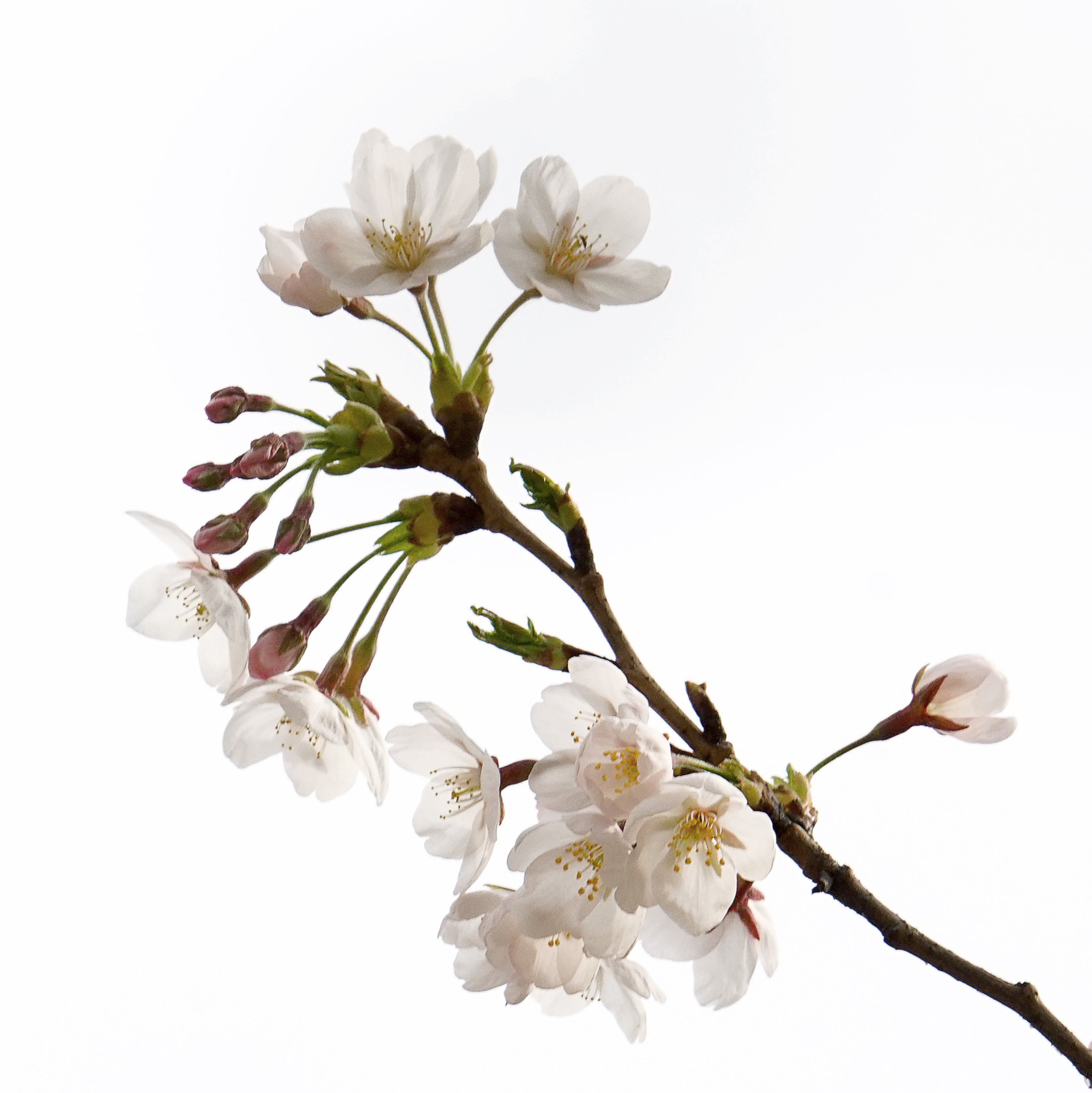 Sony 70-400mm F4-5.6 G SSM II sample photo. 【原摄】娇樱盼春 photography