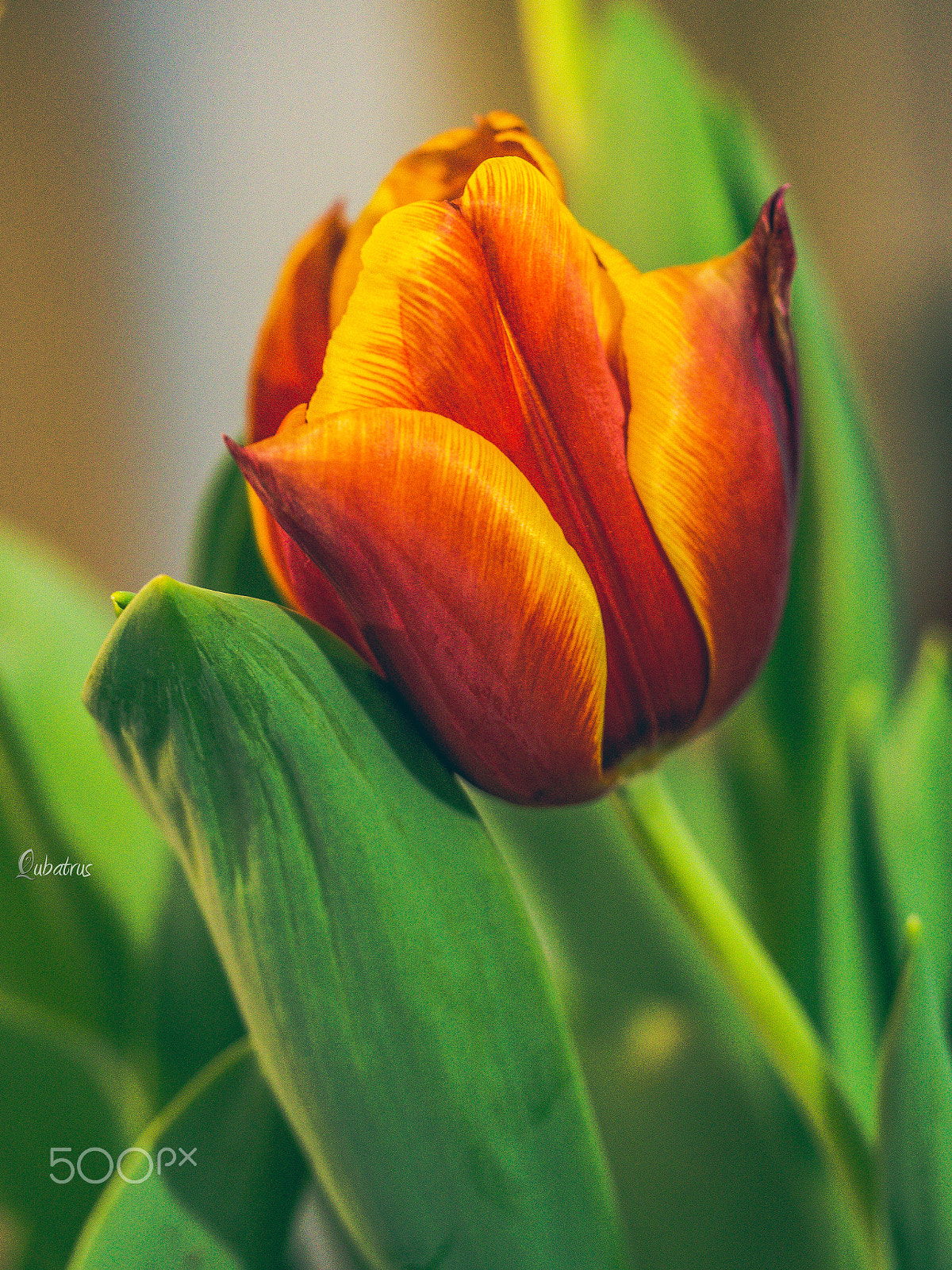 Olympus PEN E-PL5 sample photo. True essence of beauty photography