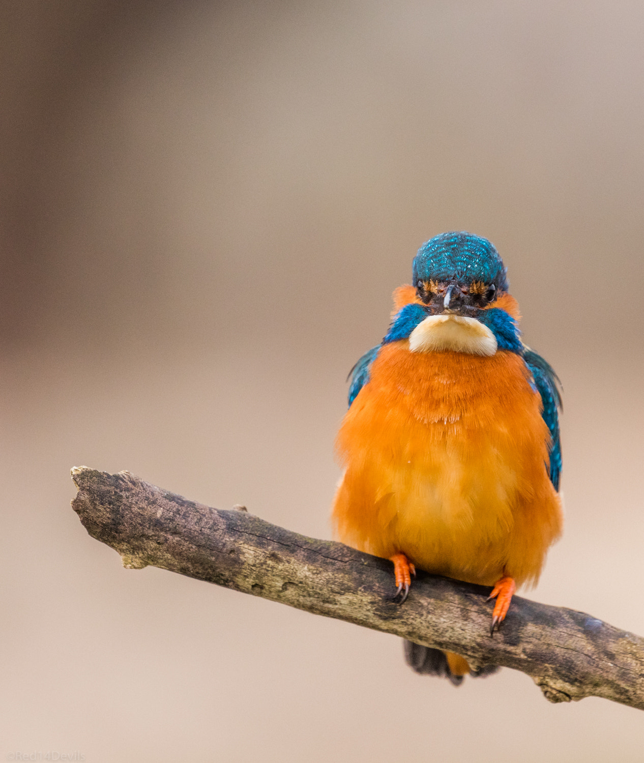 Canon EF 100-400mm F4.5-5.6L IS II USM sample photo. Face to face ( kingfisher ) photography