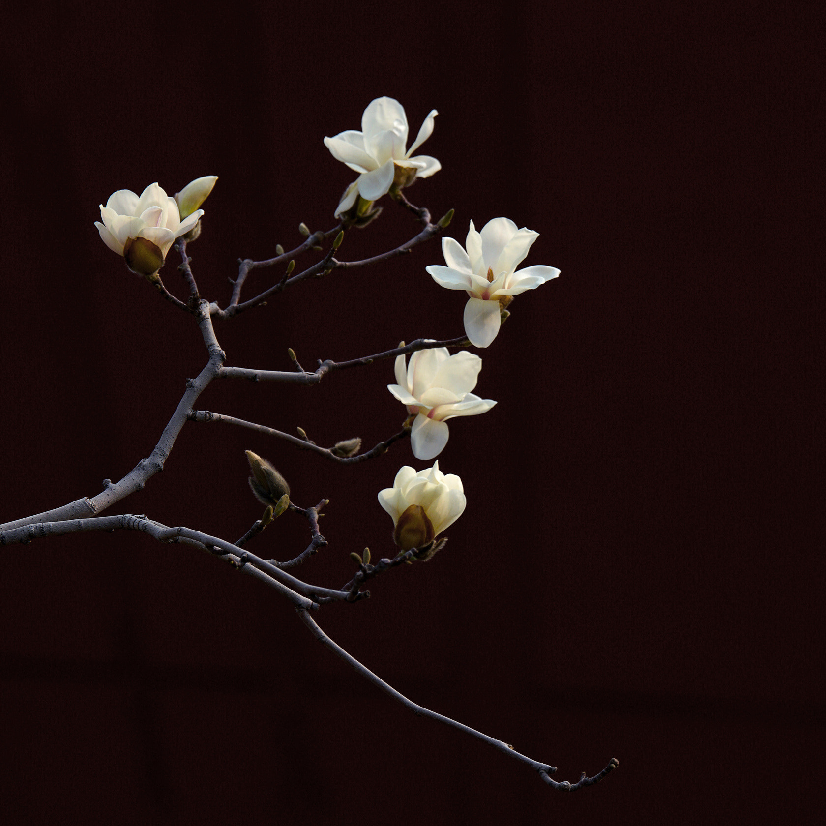 Sony 70-400mm F4-5.6 G SSM II sample photo. 【原摄】长安街上白玉兰 photography