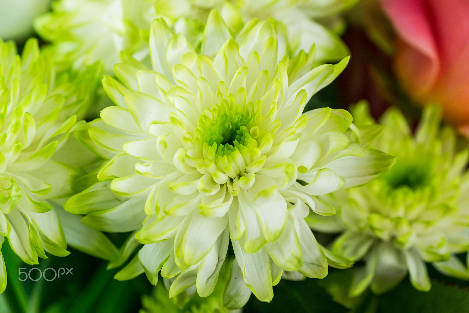 Sony Alpha DSLR-A850 + Tamron SP AF 90mm F2.8 Di Macro sample photo. The colours of spring ii. photography