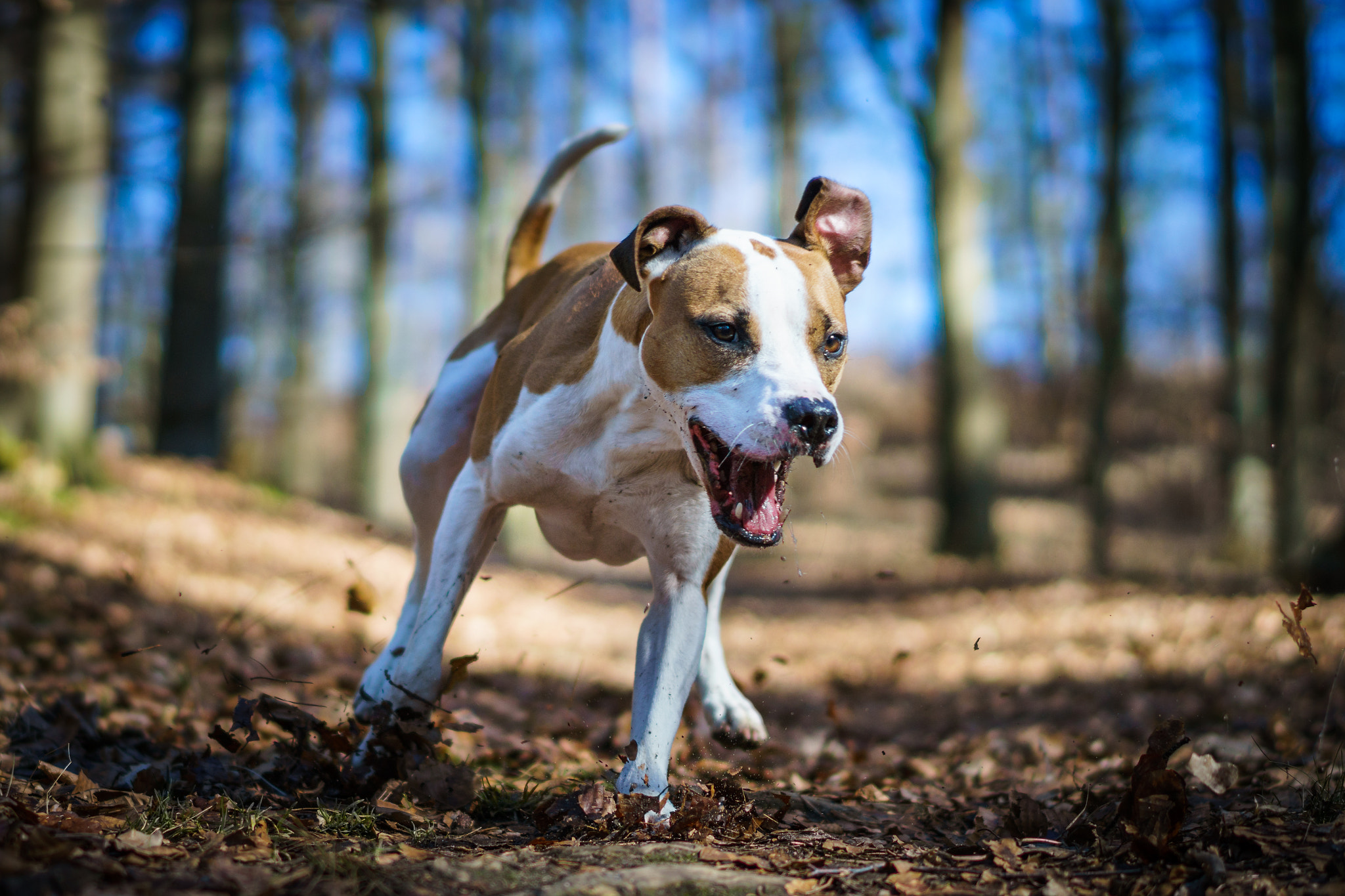 Sony a6300 + Sony Sonnar T* FE 55mm F1.8 ZA sample photo. Woof in woods photography