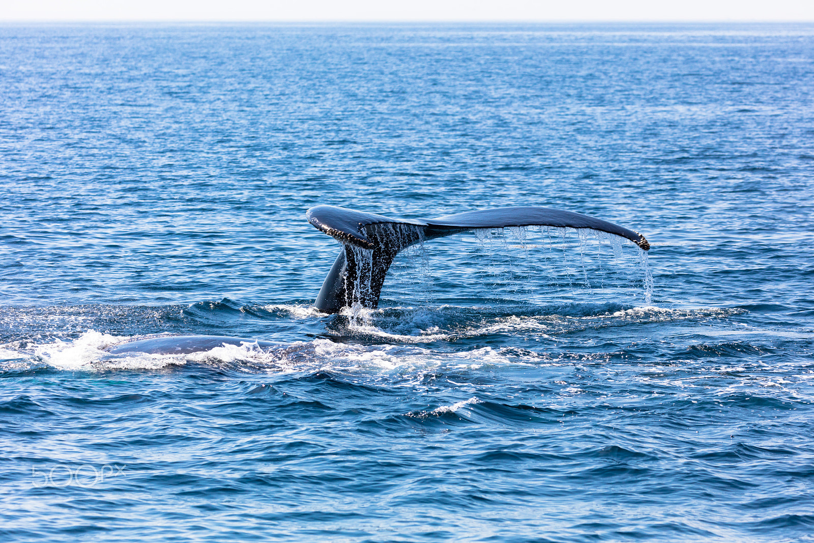 Canon EF 100-400mm F4.5-5.6L IS II USM sample photo. Whale, cape cod photography