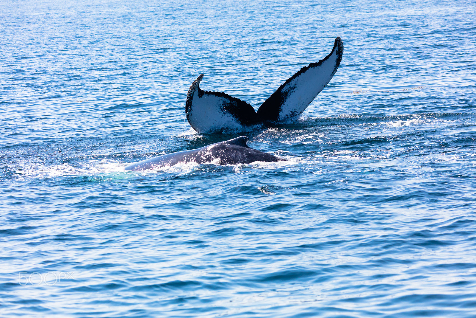 Canon EF 100-400mm F4.5-5.6L IS II USM sample photo. Whale, cape cod photography