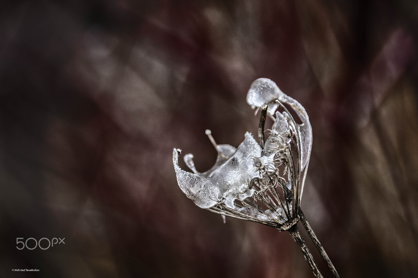 Canon EF 28-300mm F3.5-5.6L IS USM sample photo. Where is spring !? photography