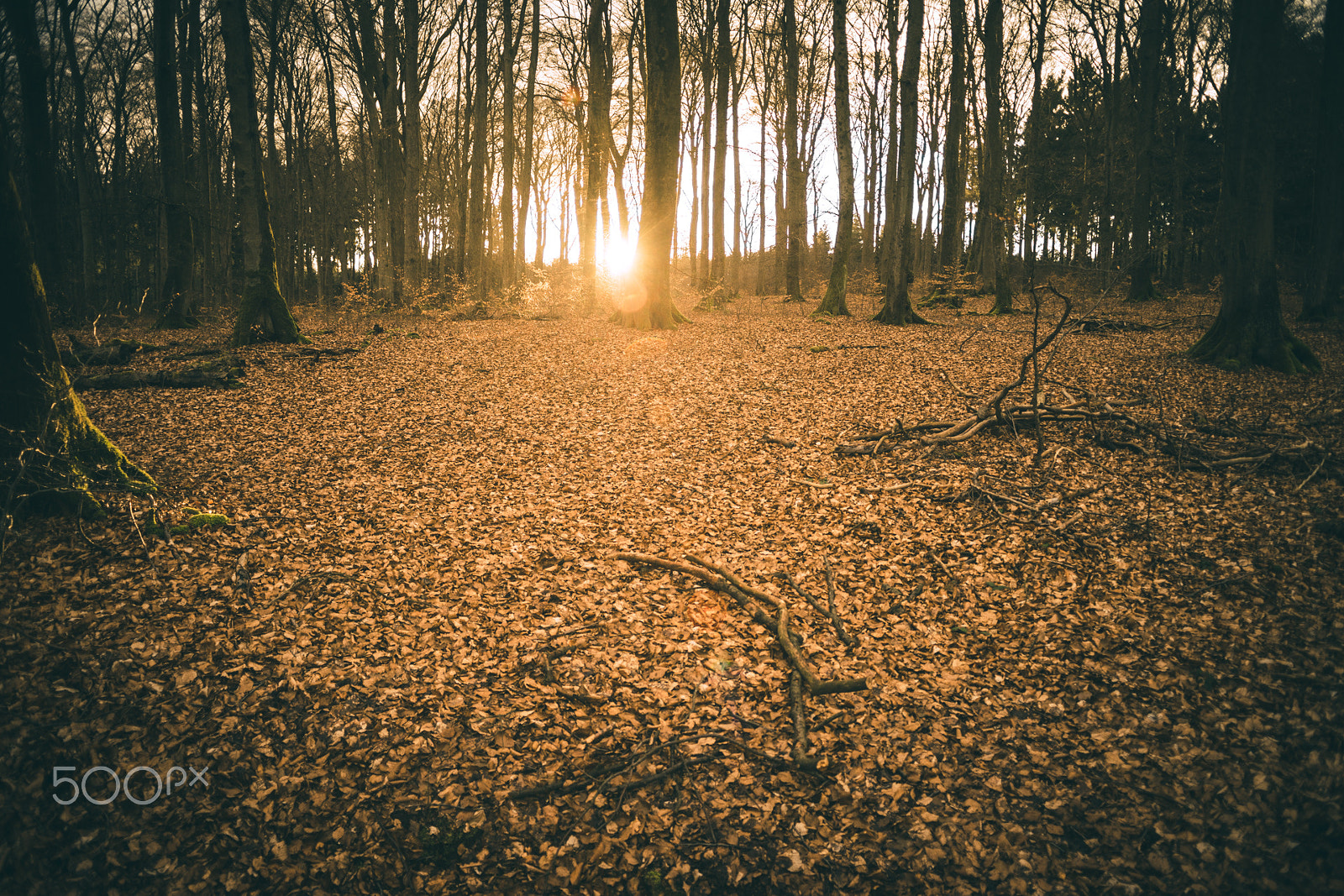 Sony a7 II + Minolta AF 24mm F2.8 sample photo. Forest #5 photography