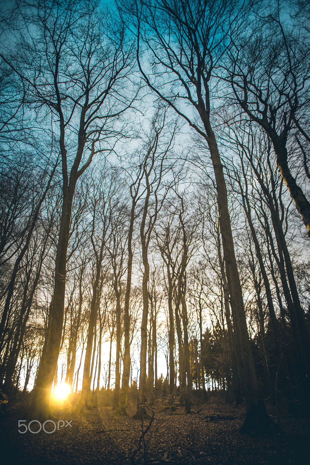 Sony a7 II + Minolta AF 24mm F2.8 sample photo. Forest #6 photography