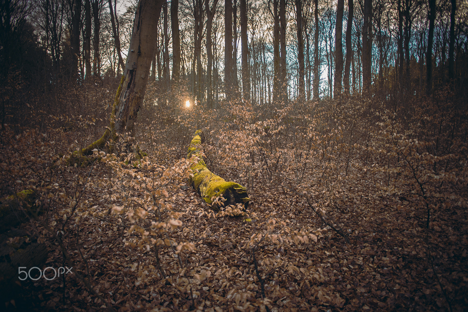 Sony a7 II + Minolta AF 24mm F2.8 sample photo. Forest #7 photography