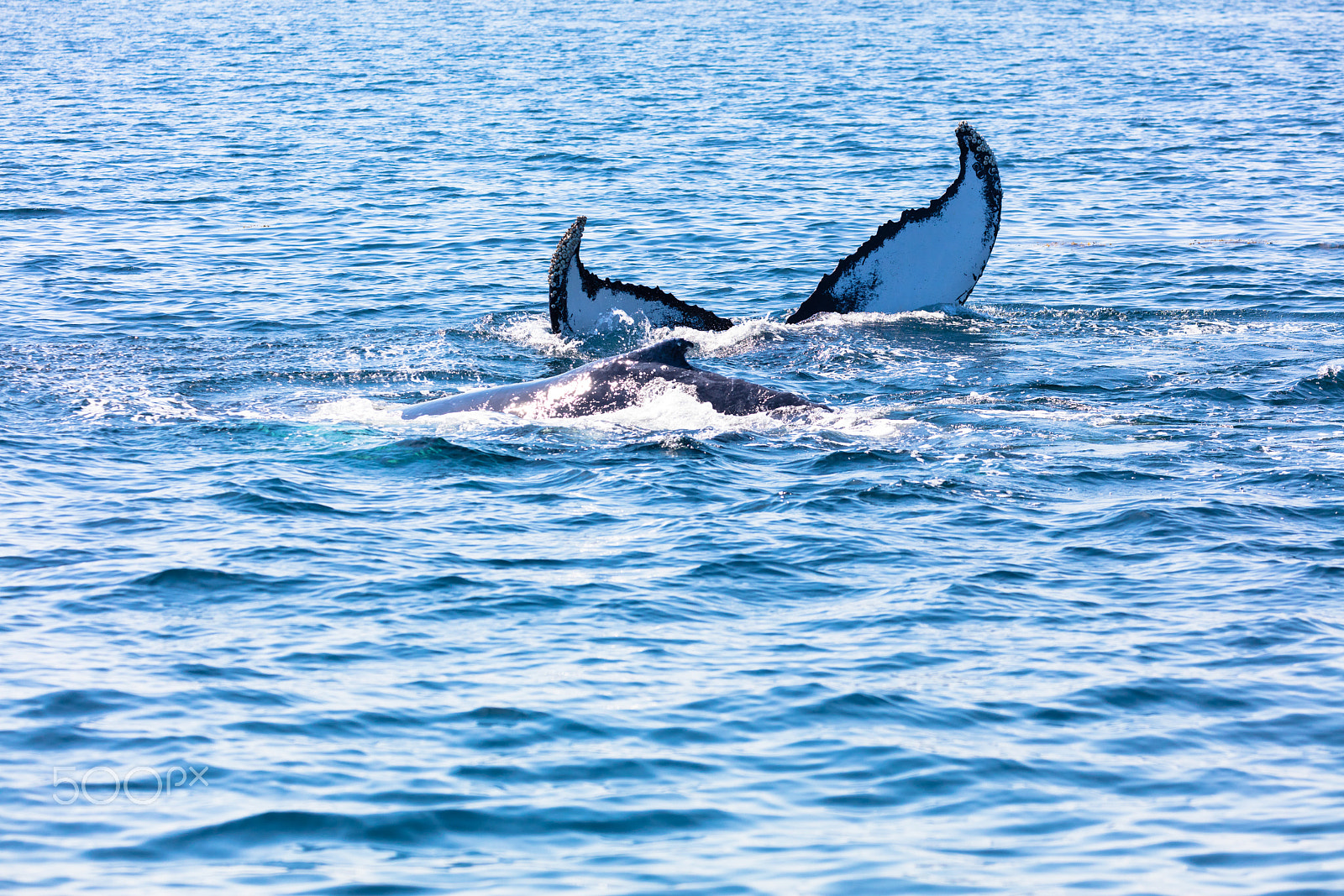 Canon EF 100-400mm F4.5-5.6L IS II USM sample photo. Whale, cape cod photography