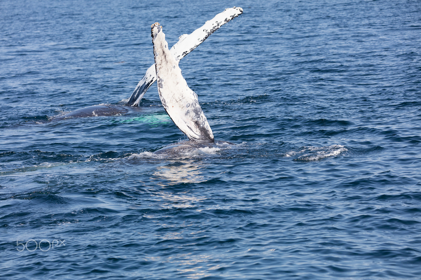 Canon EF 100-400mm F4.5-5.6L IS II USM sample photo. Whale, cape cod photography