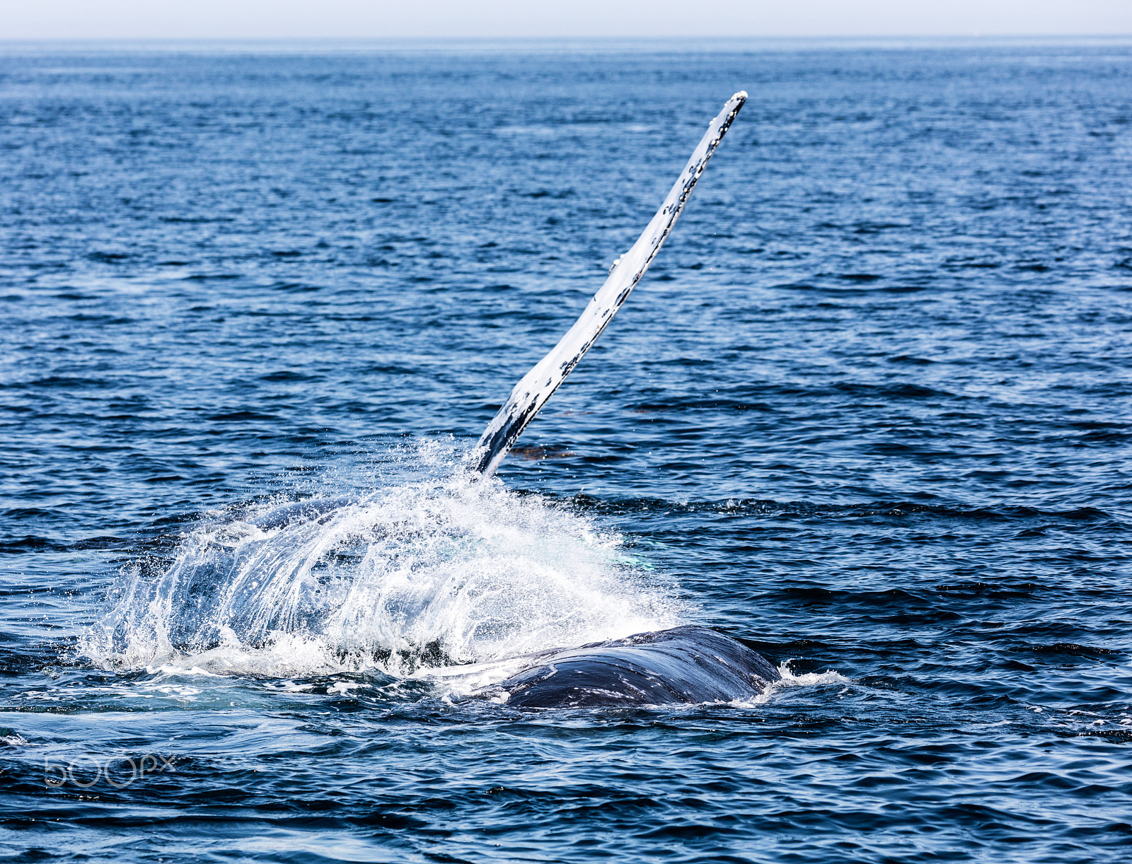 Canon EF 100-400mm F4.5-5.6L IS II USM sample photo. Whale, cape cod photography