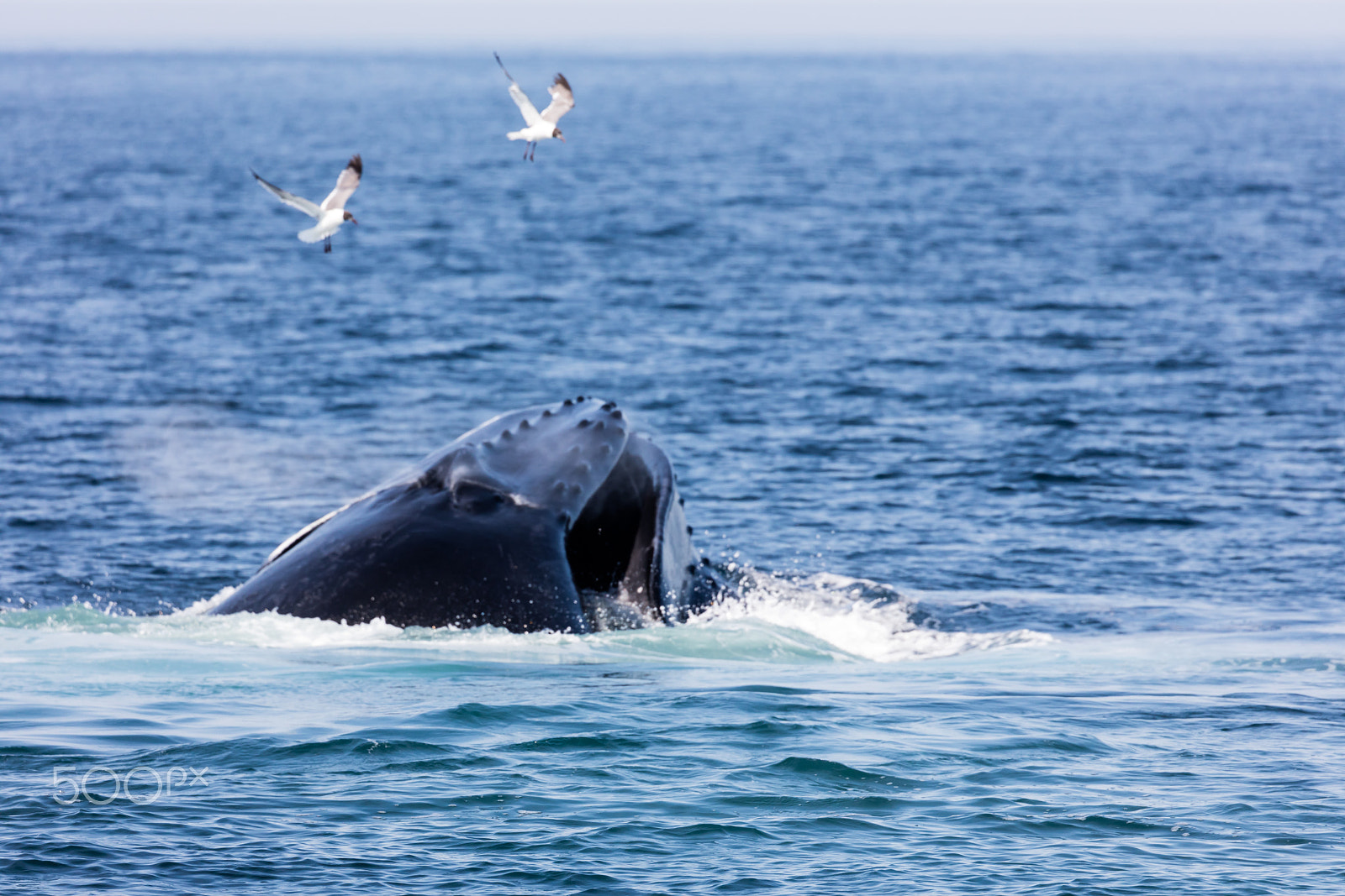 Canon EF 100-400mm F4.5-5.6L IS II USM sample photo. Whale, cape cod photography