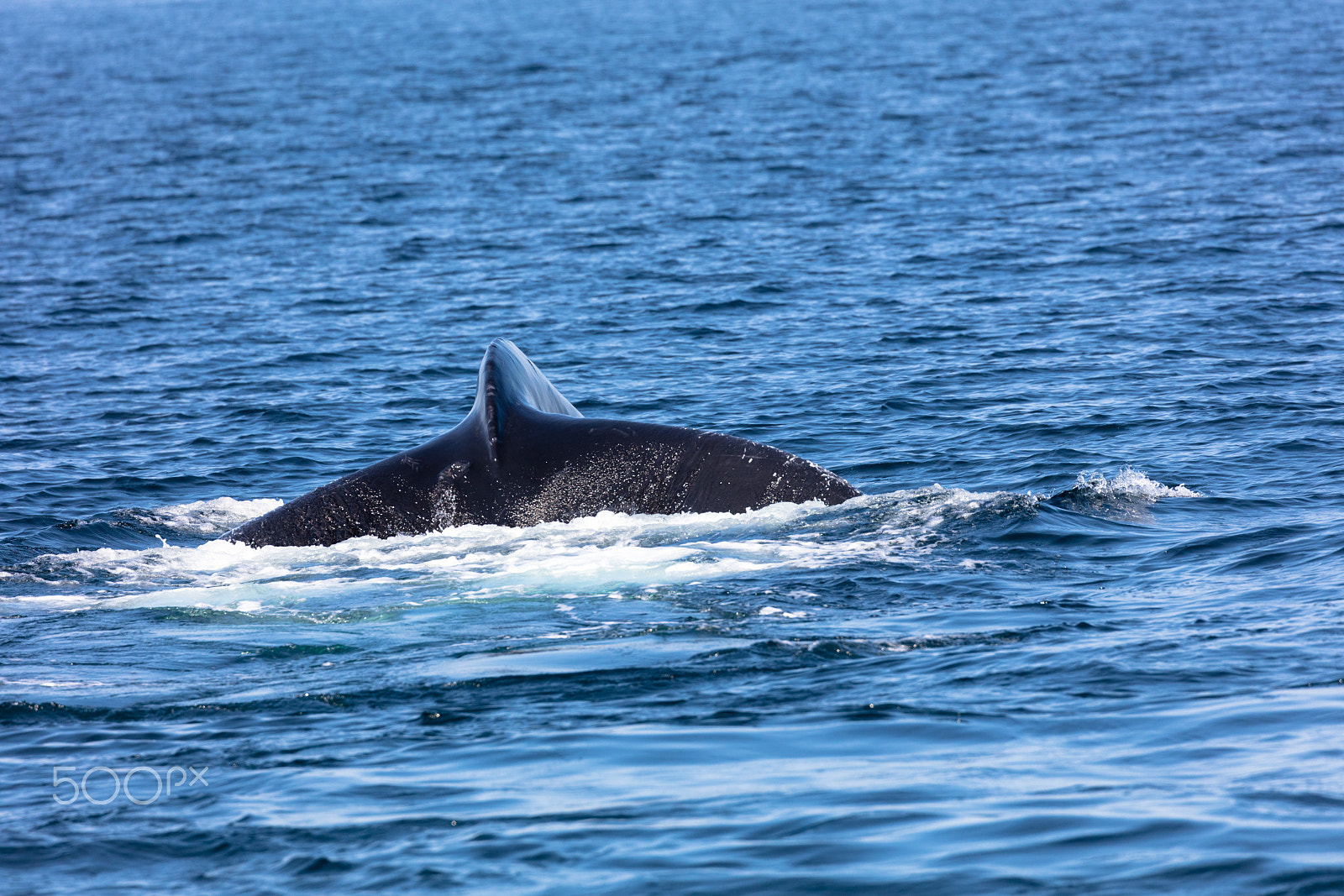 Canon EF 100-400mm F4.5-5.6L IS II USM sample photo. Tail of whale, cape cod photography