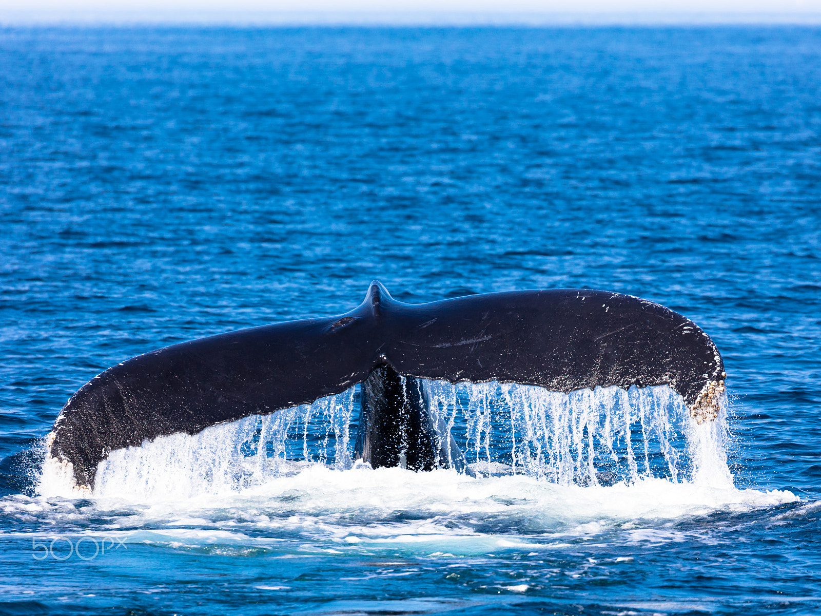 Canon EF 100-400mm F4.5-5.6L IS II USM sample photo. Tail of whale, cape cod photography