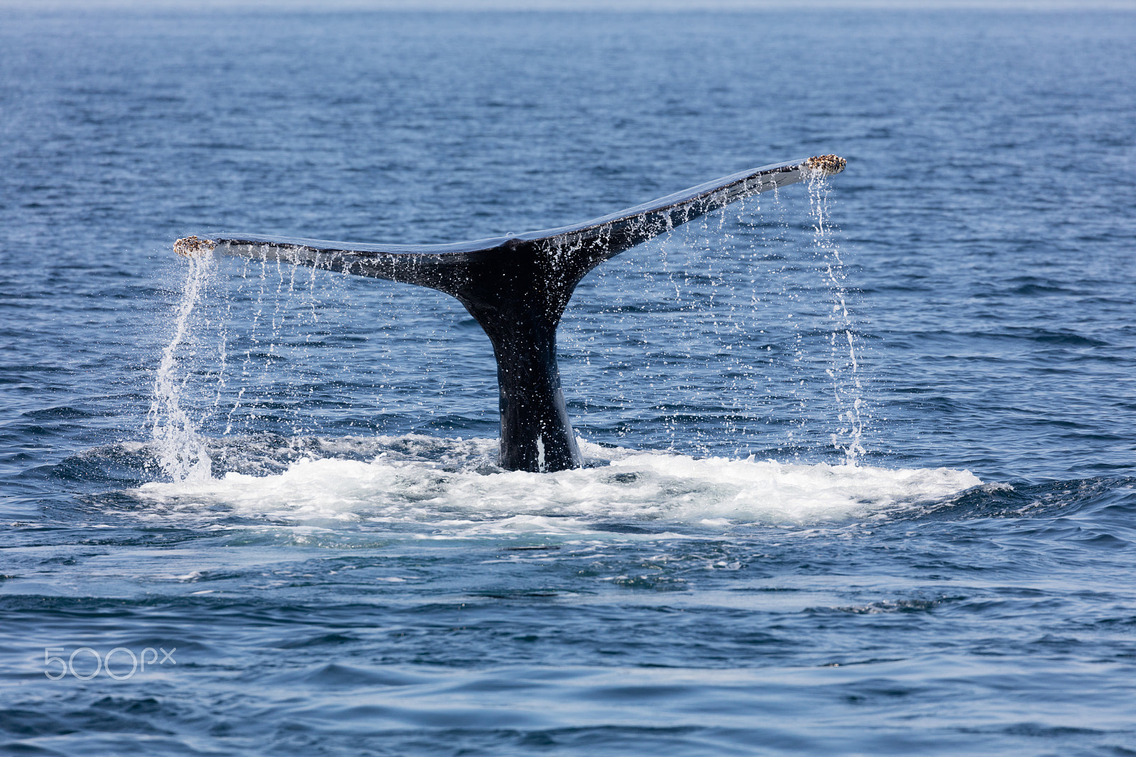 Canon EF 100-400mm F4.5-5.6L IS II USM sample photo. Tail of whale, cape cod photography