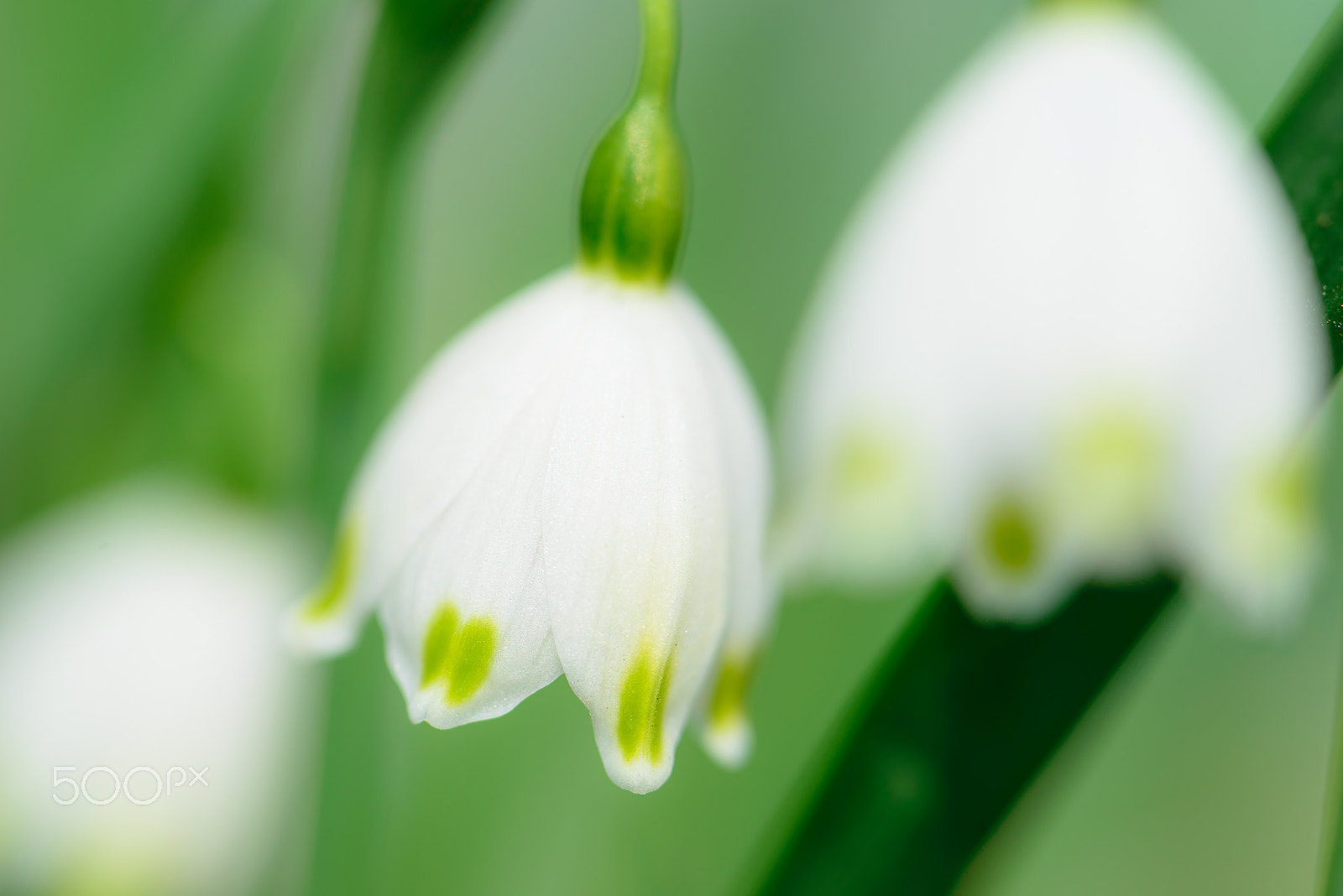 Nikon D600 sample photo. Snowflake photography