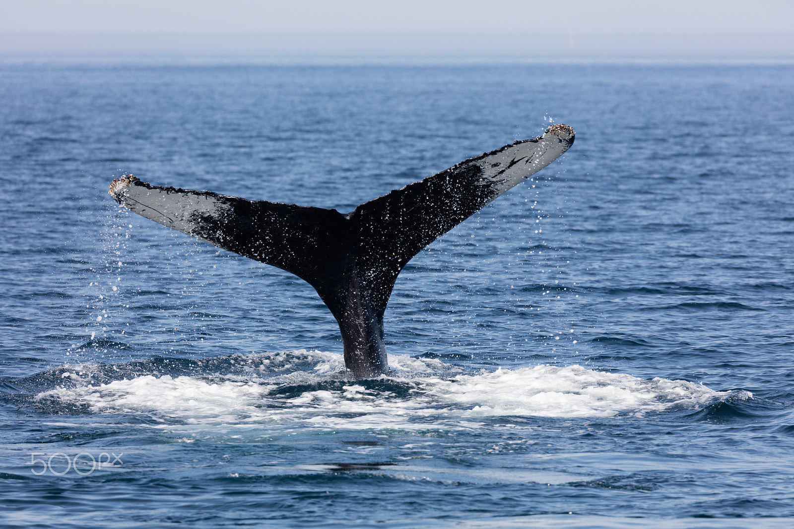 Canon EF 100-400mm F4.5-5.6L IS II USM sample photo. Tail of whale, cape cod photography